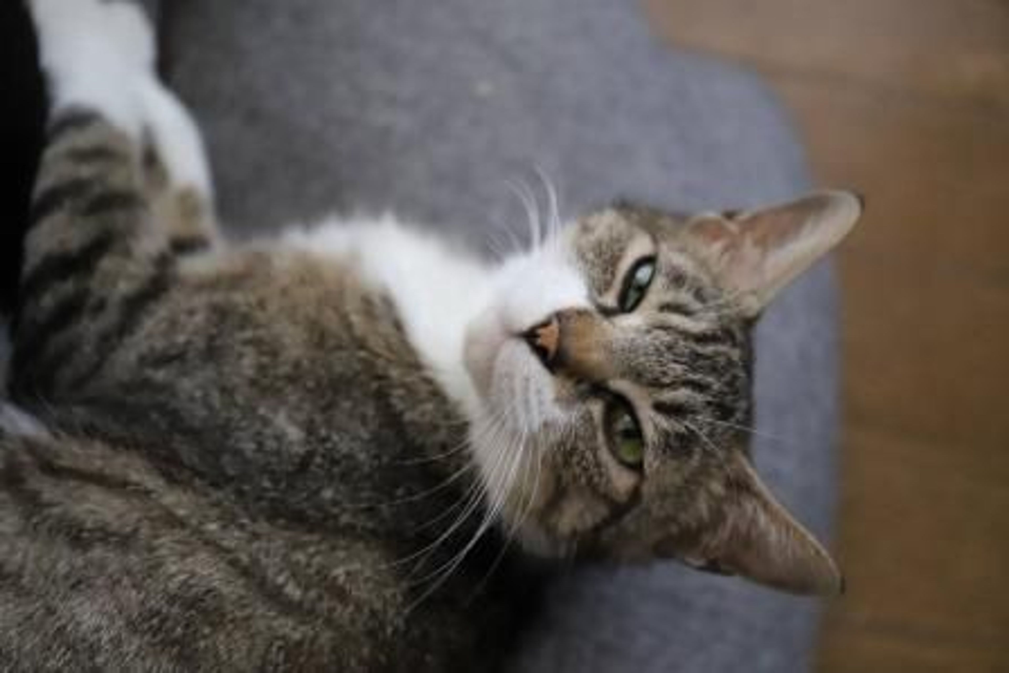 pet-image-3