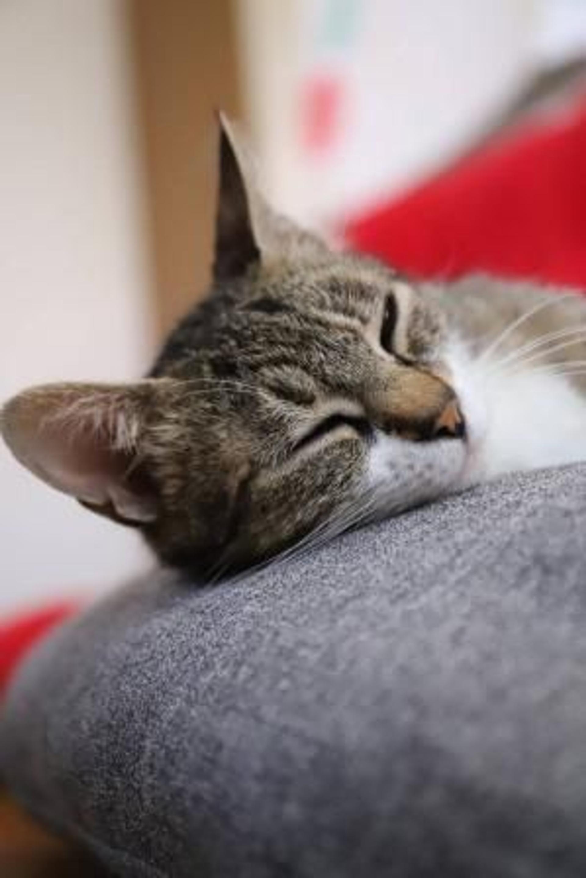 pet-image-4