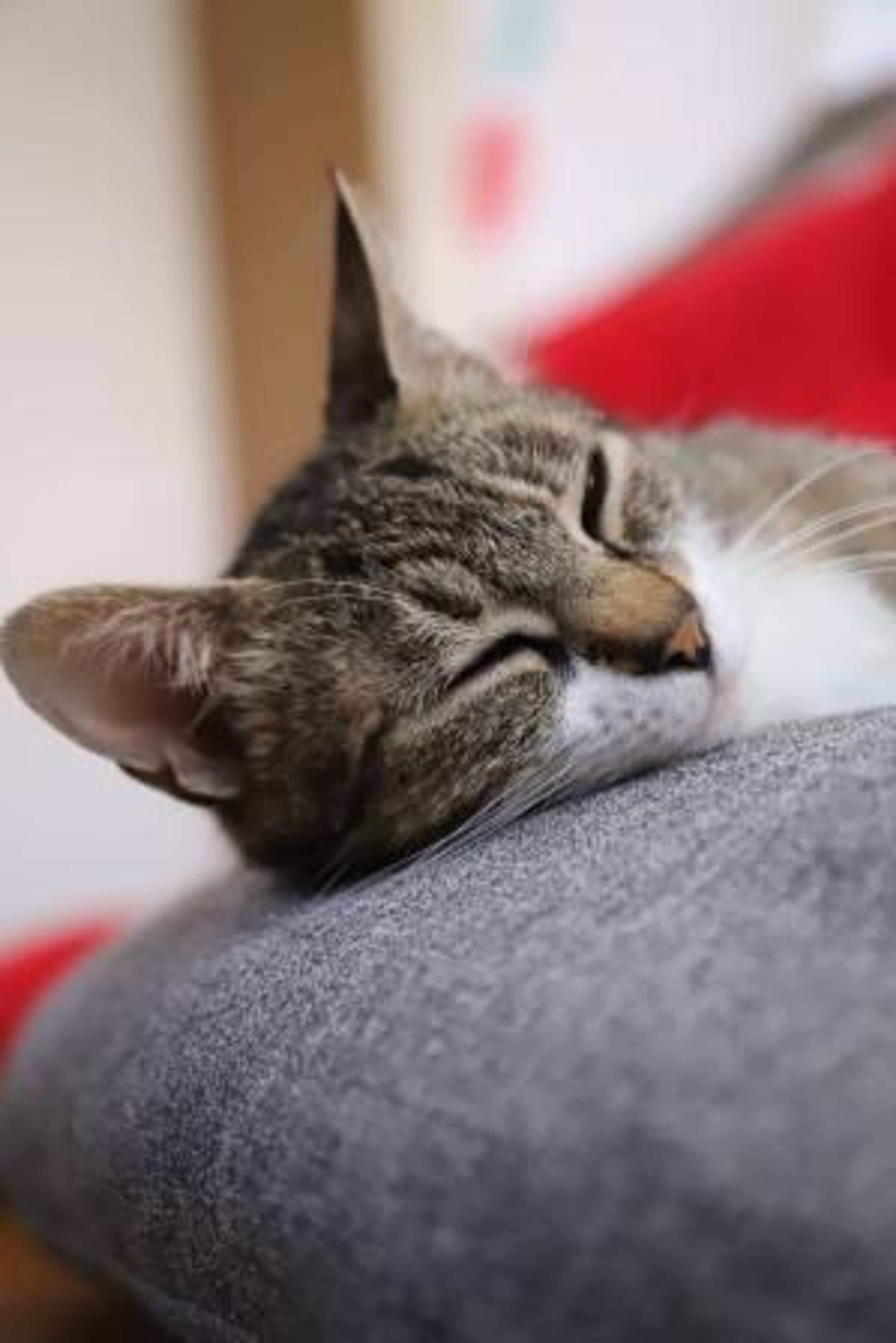 pet-image-4