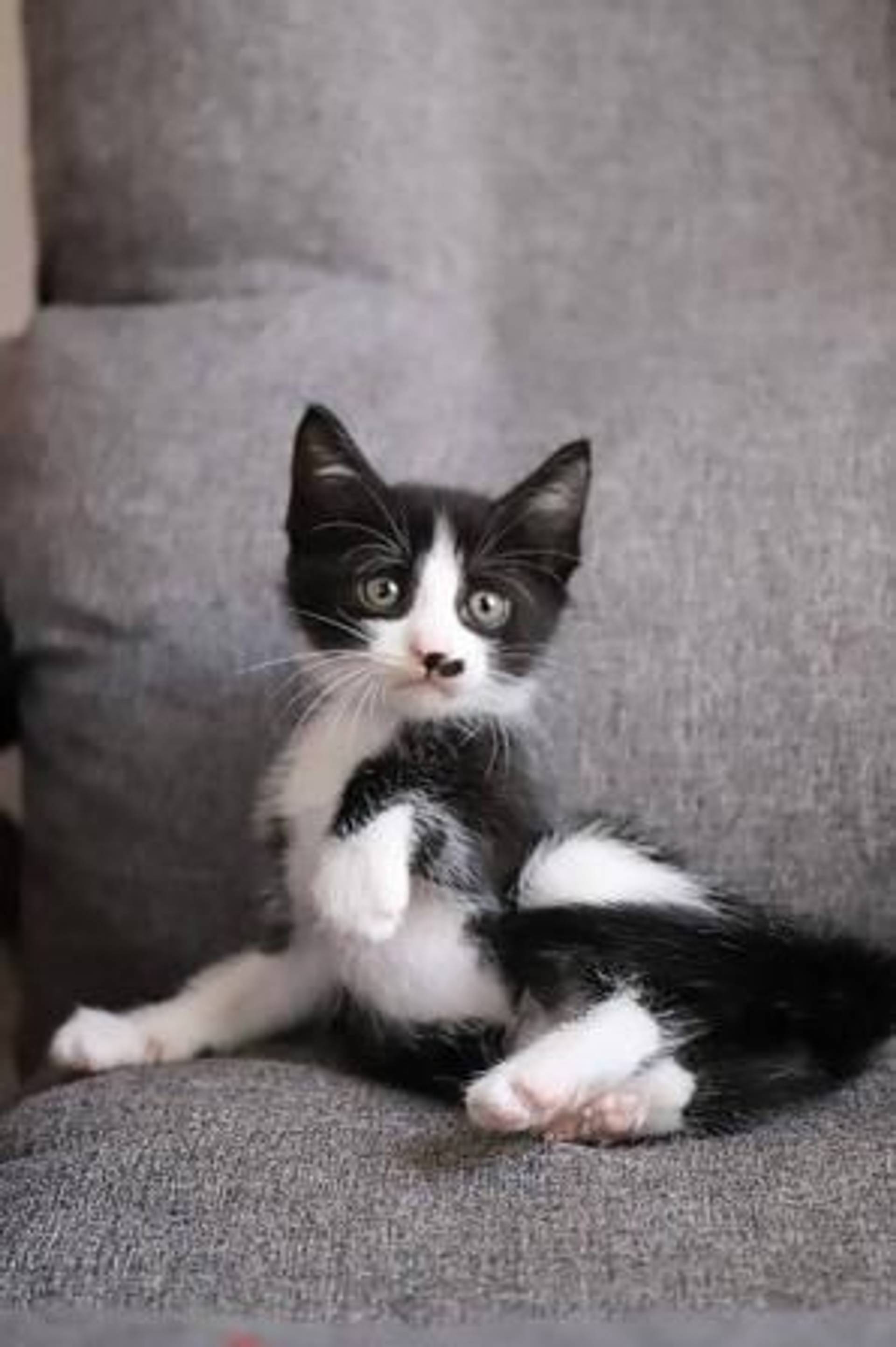雑種（ミックス猫）・オスの里親募集の写真