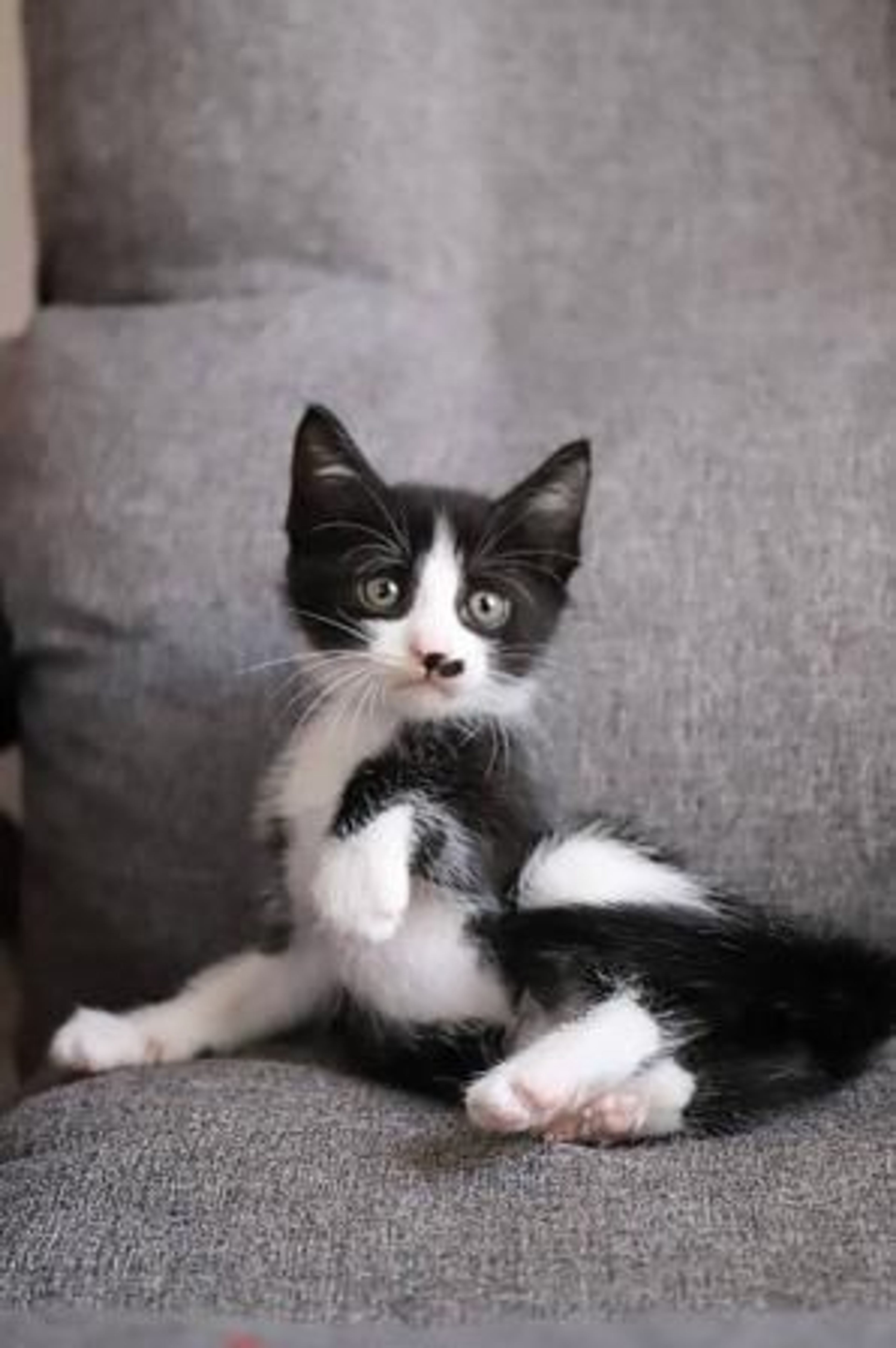 雑種（ミックス猫）・オスの里親募集の写真