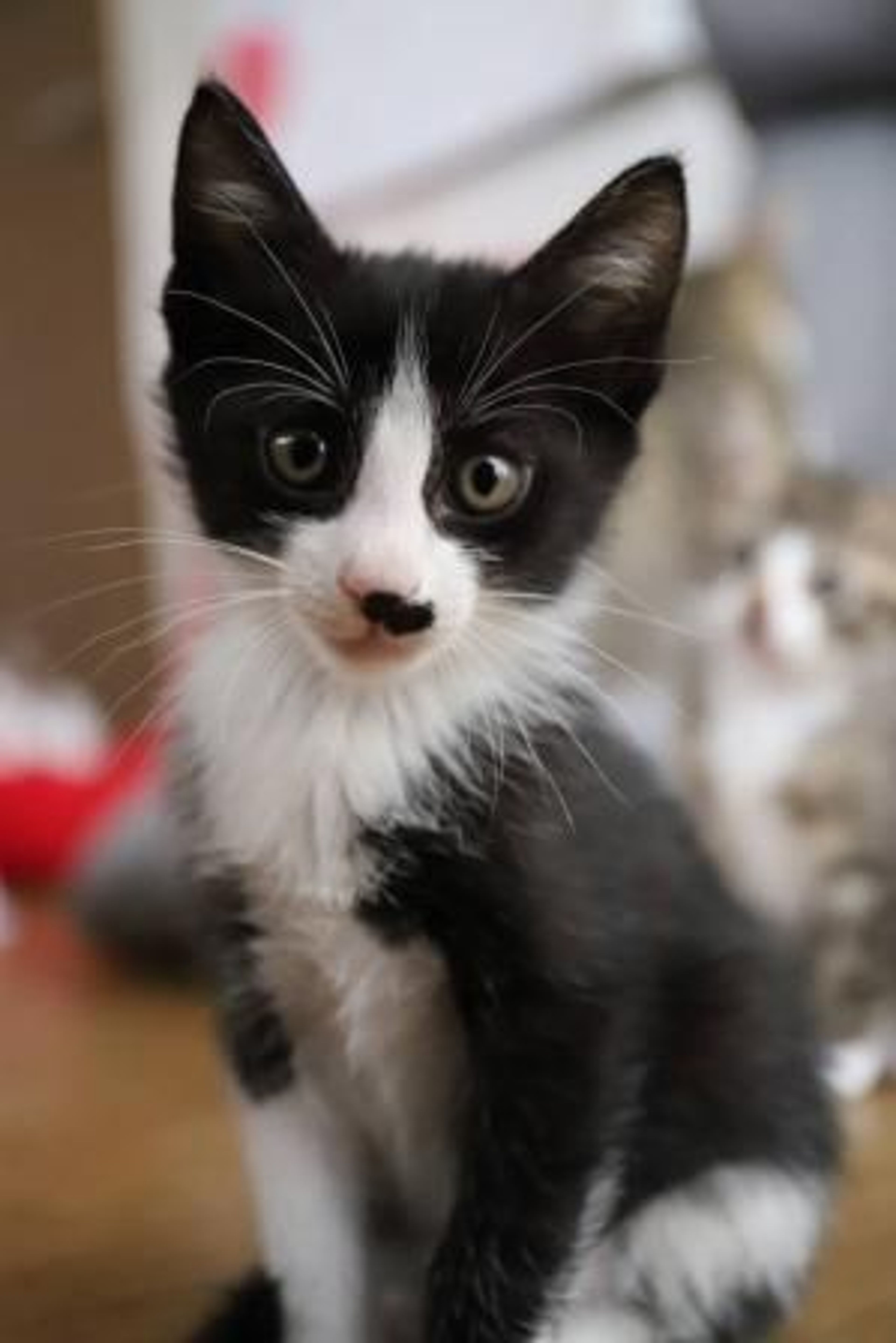 pet-image-2