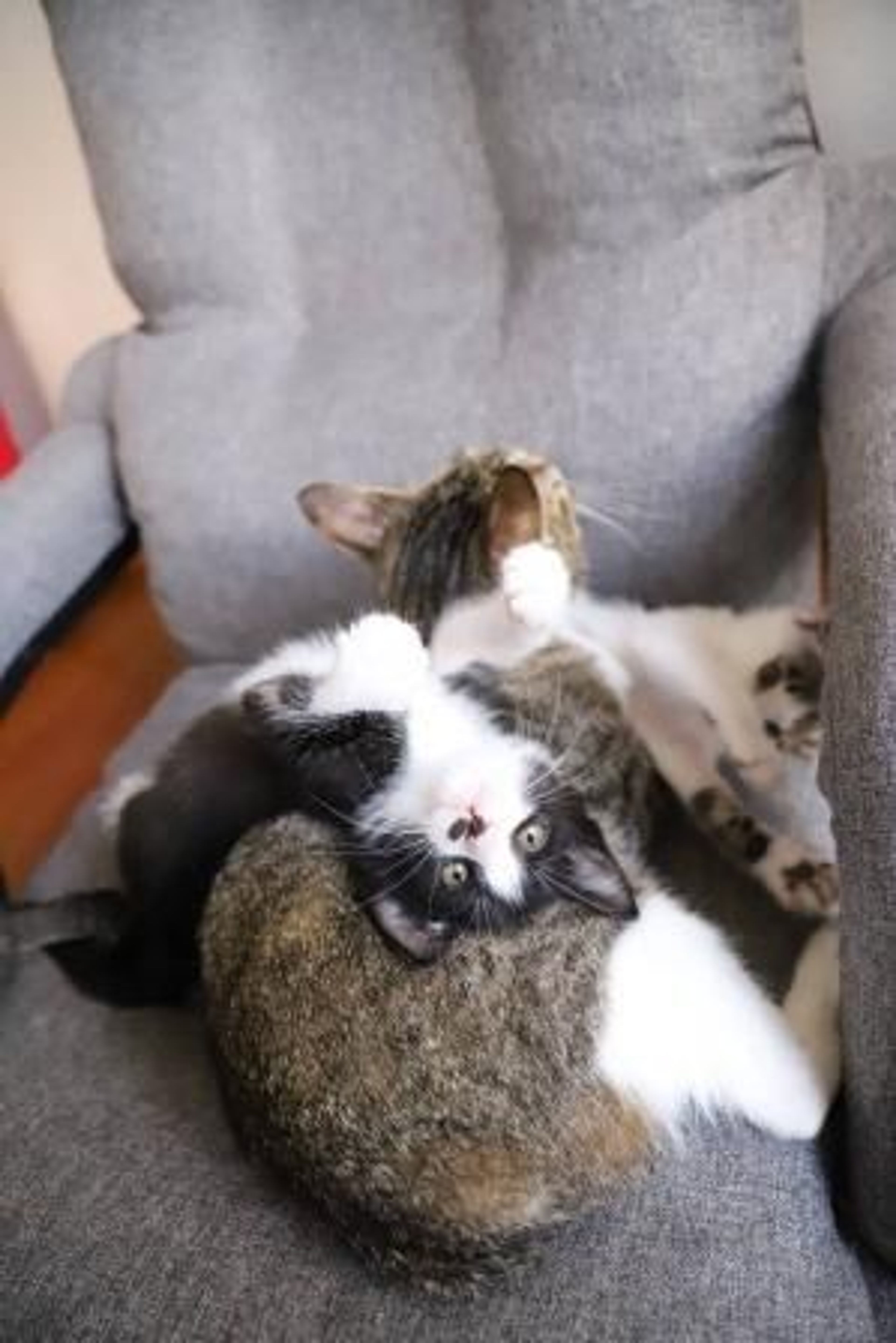 pet-image-3