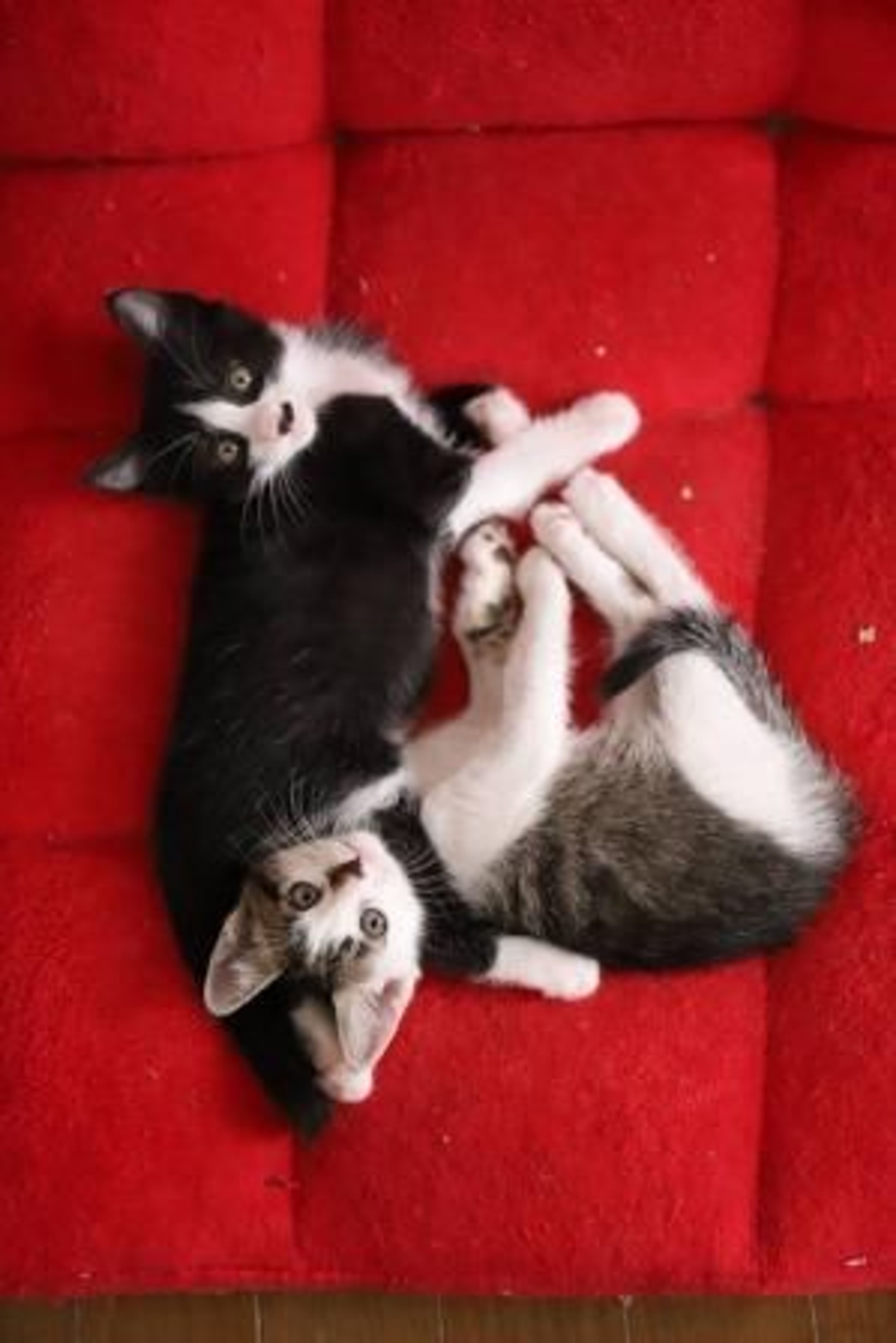 pet-image-5