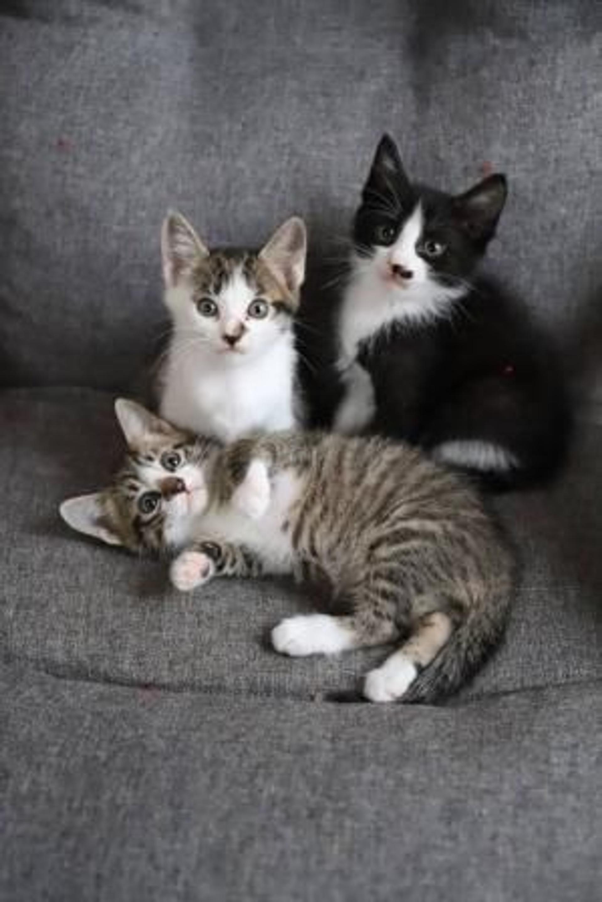 pet-image-6