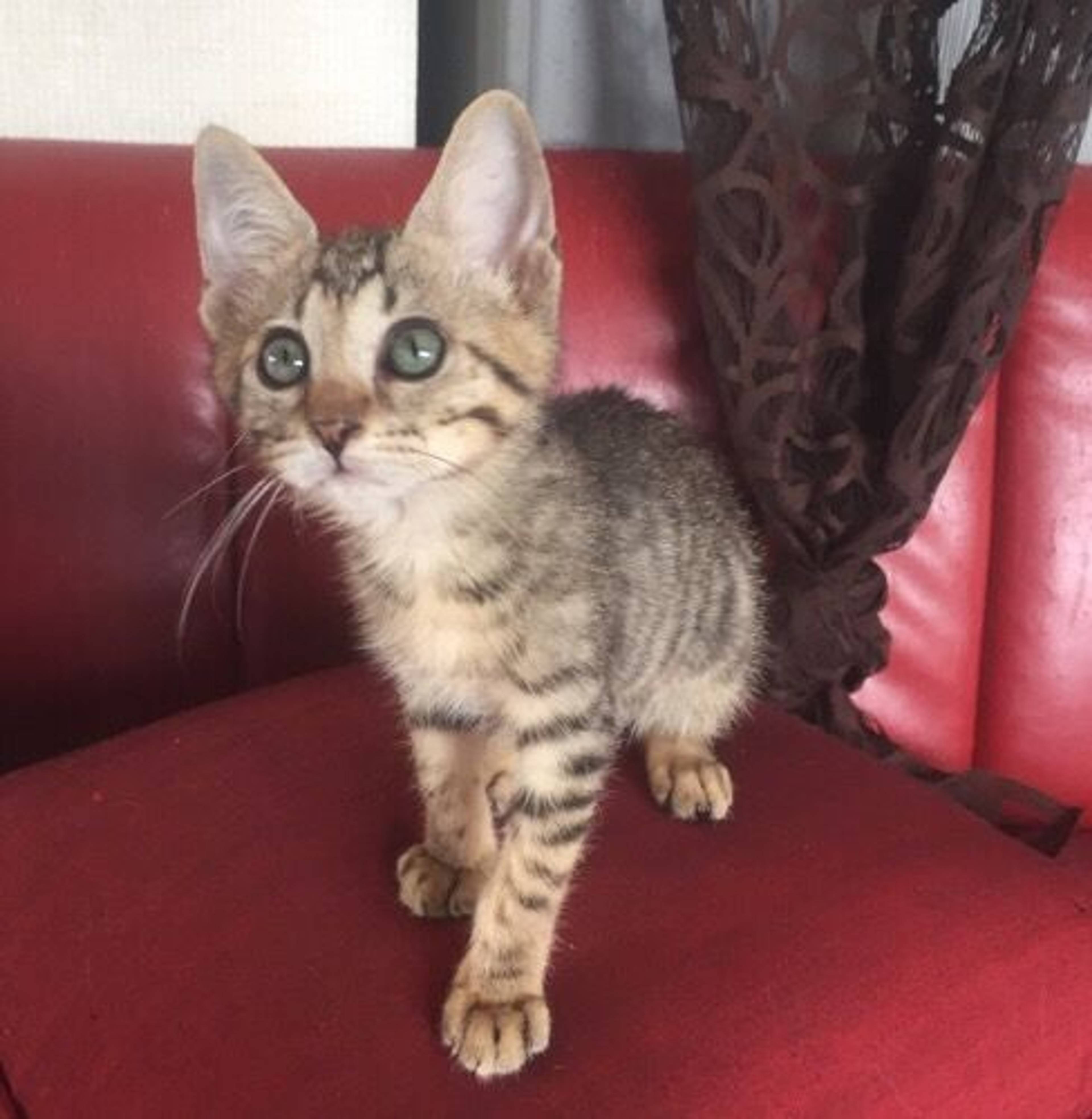 雑種（ミックス猫）・メスの里親募集の写真