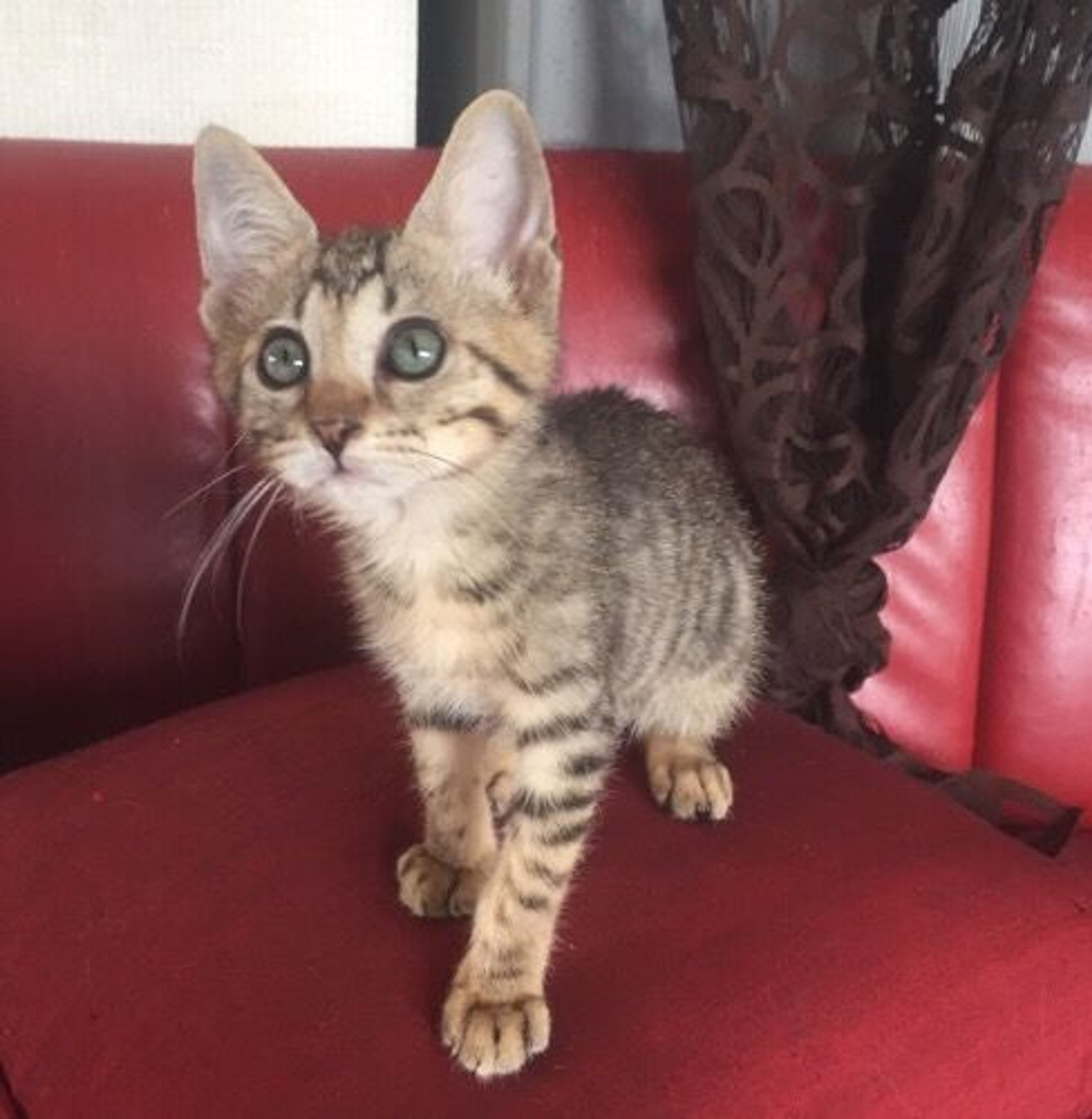 雑種（ミックス猫）・メスの里親募集の写真