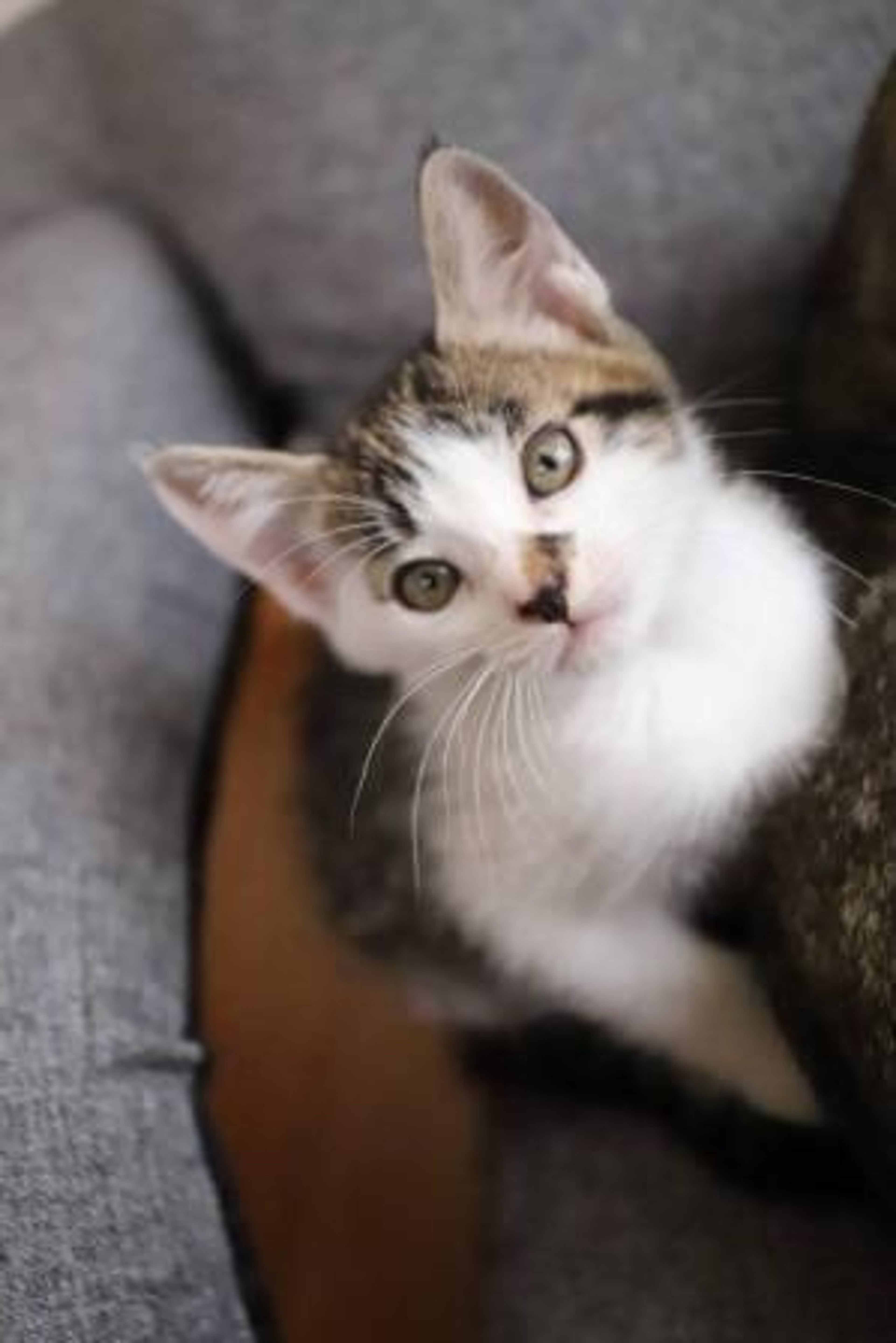 pet-image-3