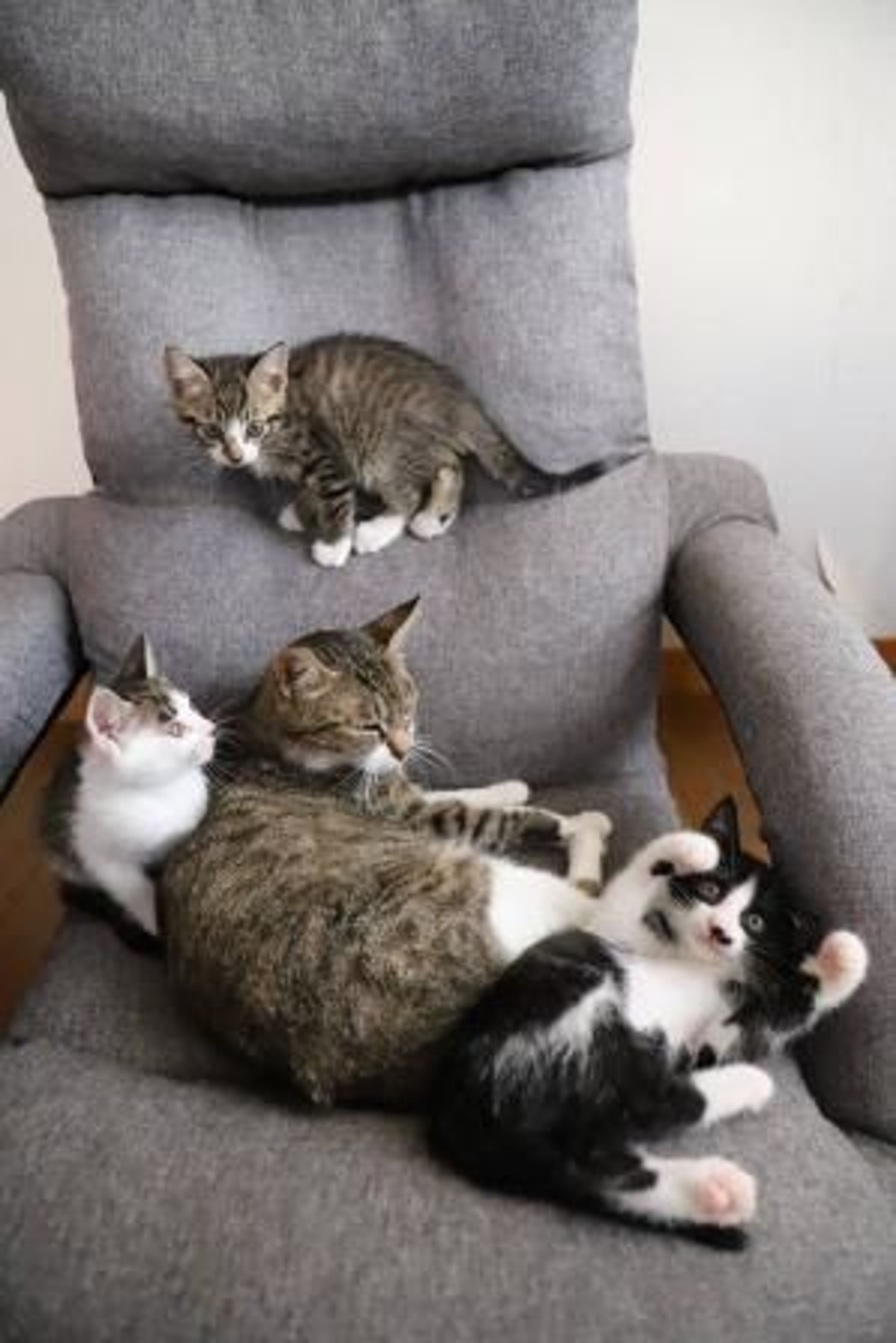 pet-image-4