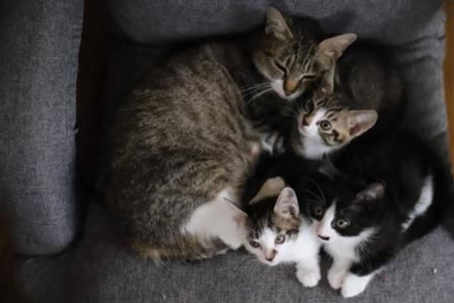 pet-image-5