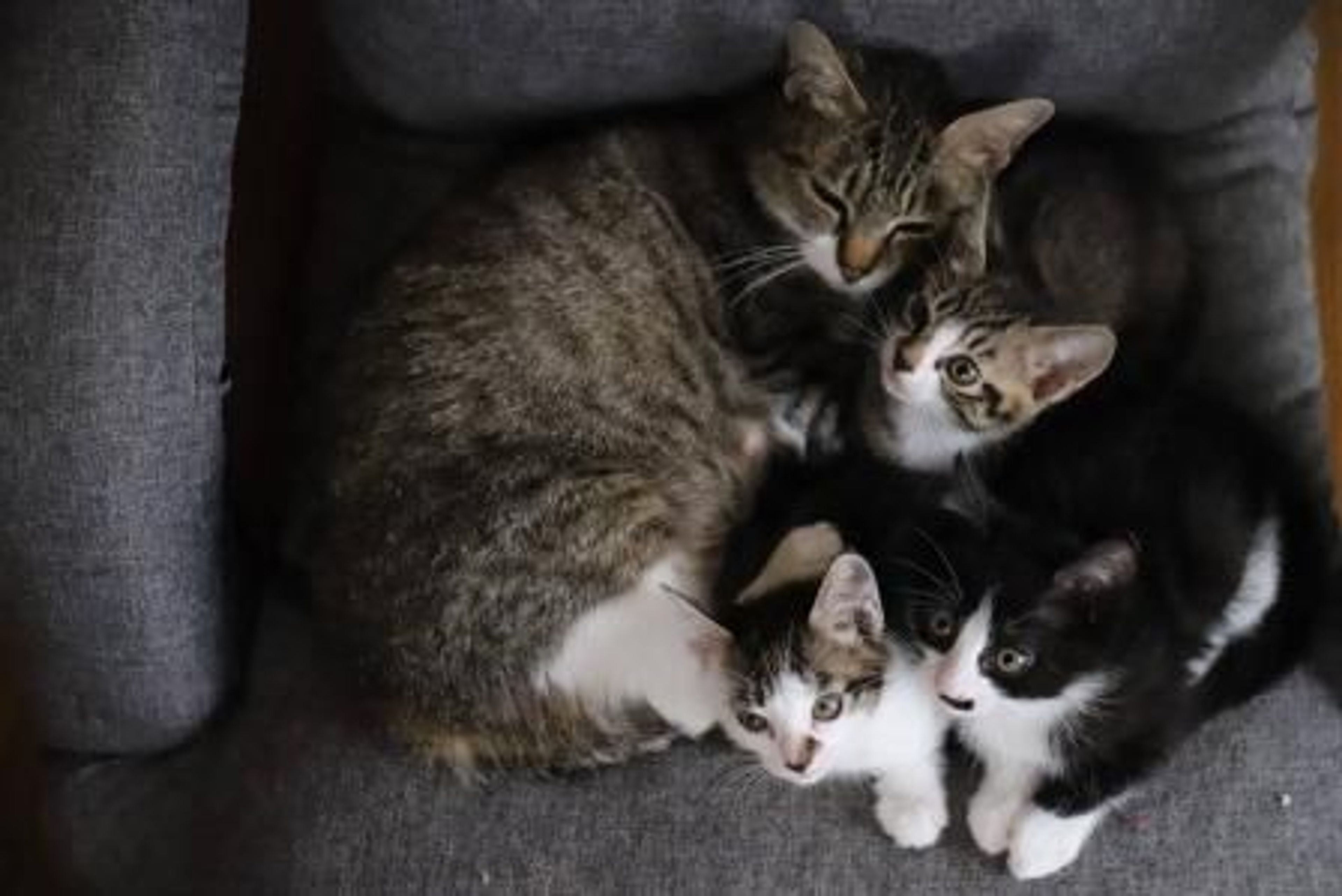 pet-image-5