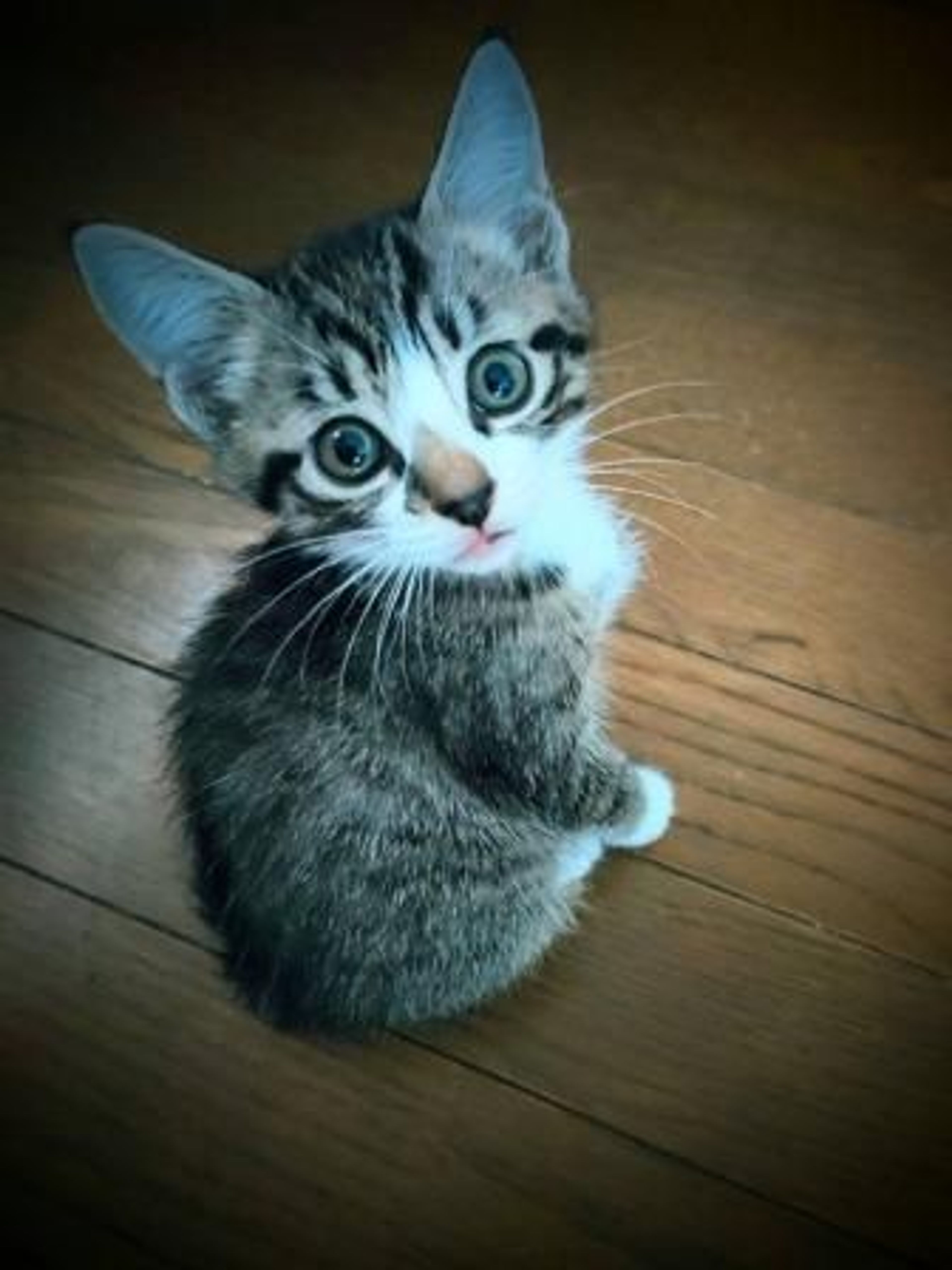 pet-image-2