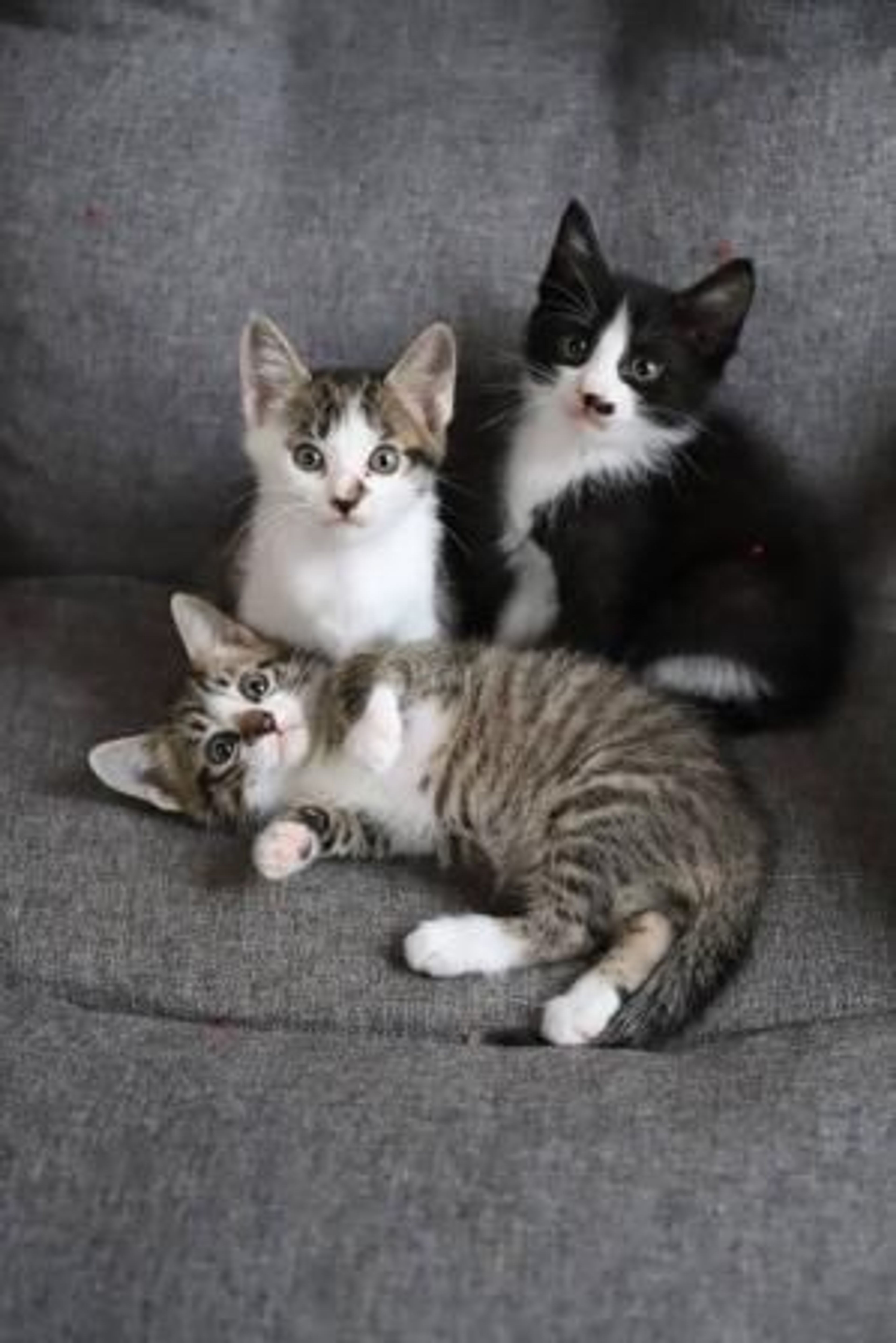 pet-image-5