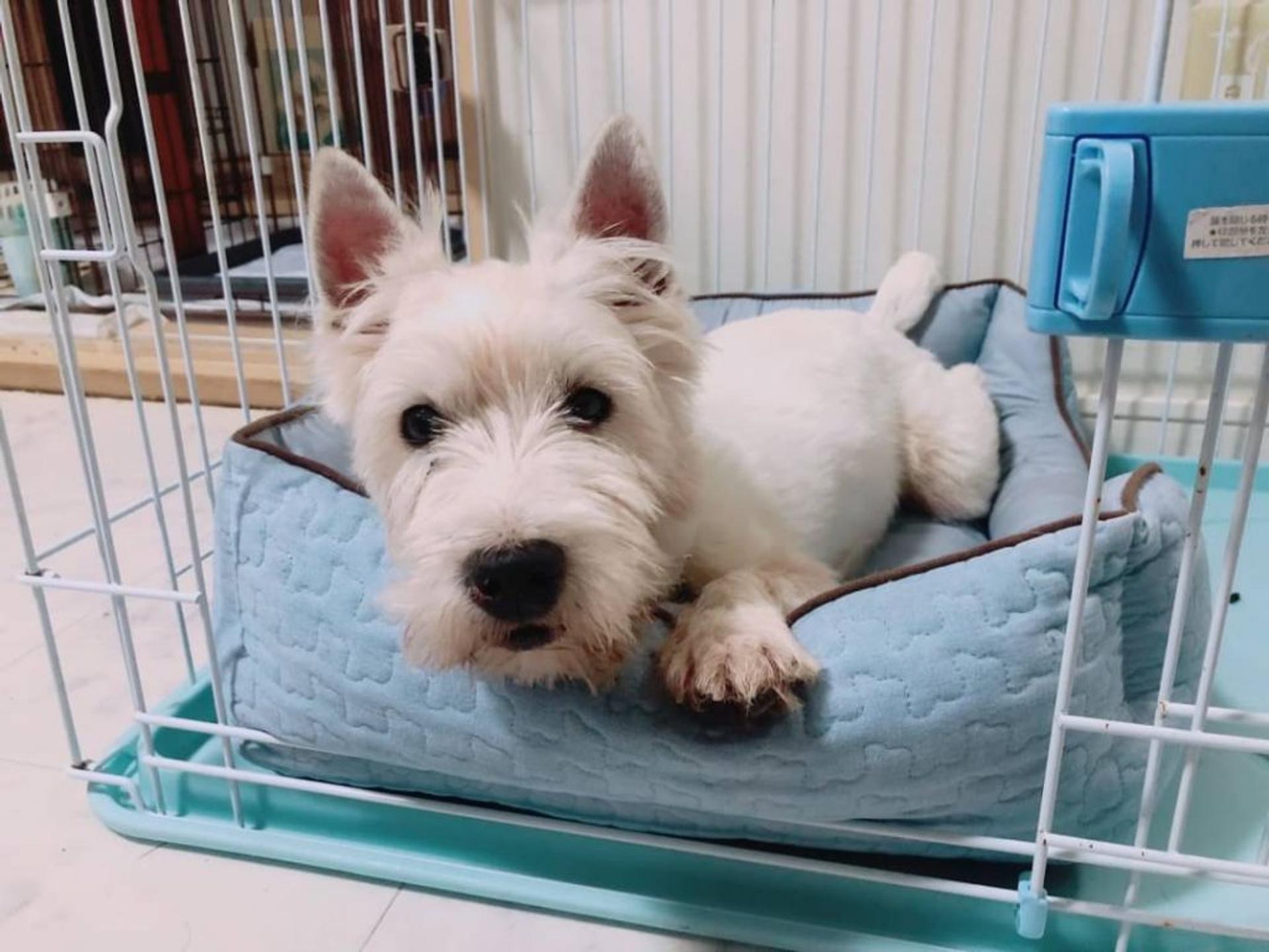 pet-image-2