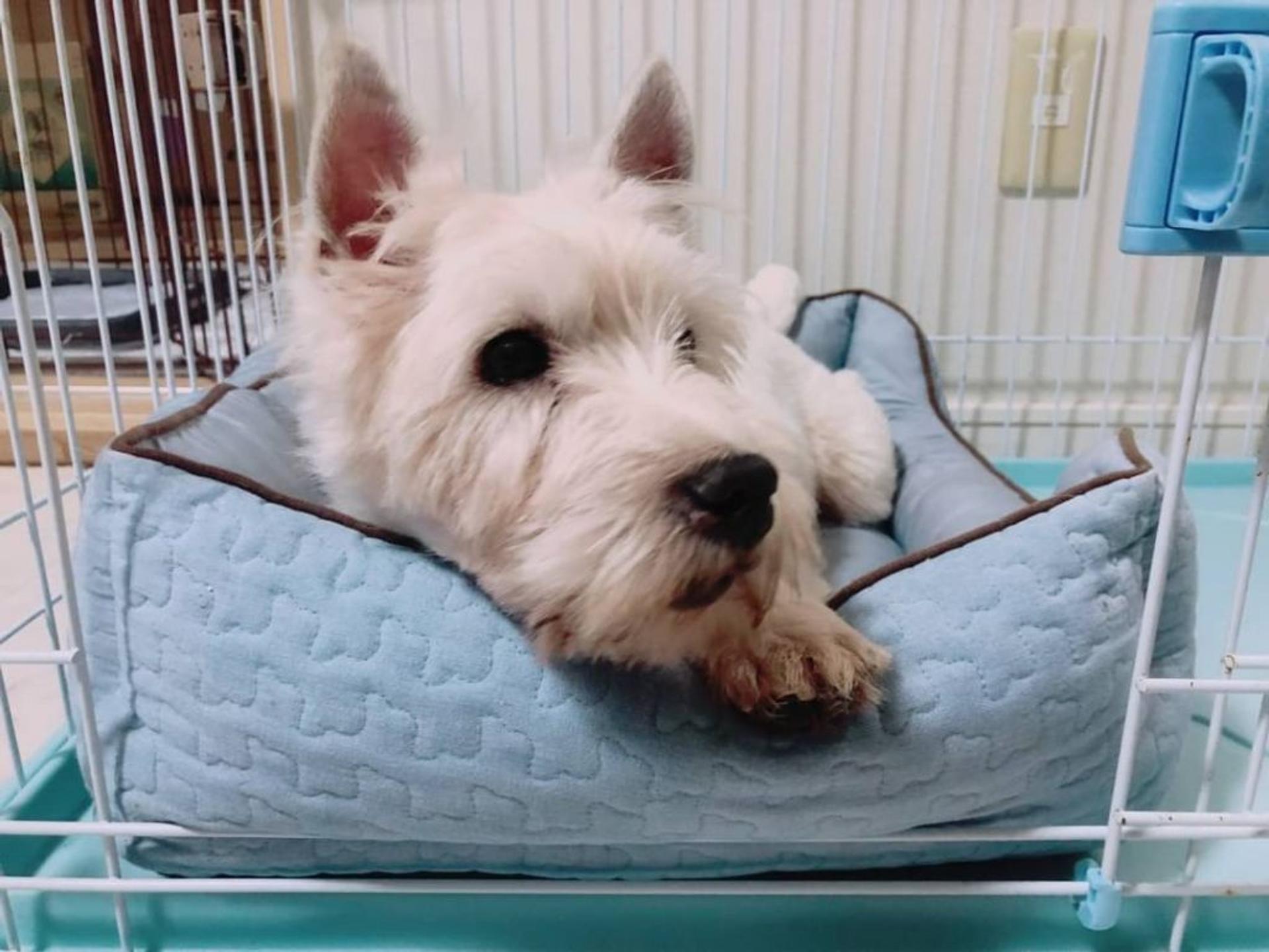 pet-image-4