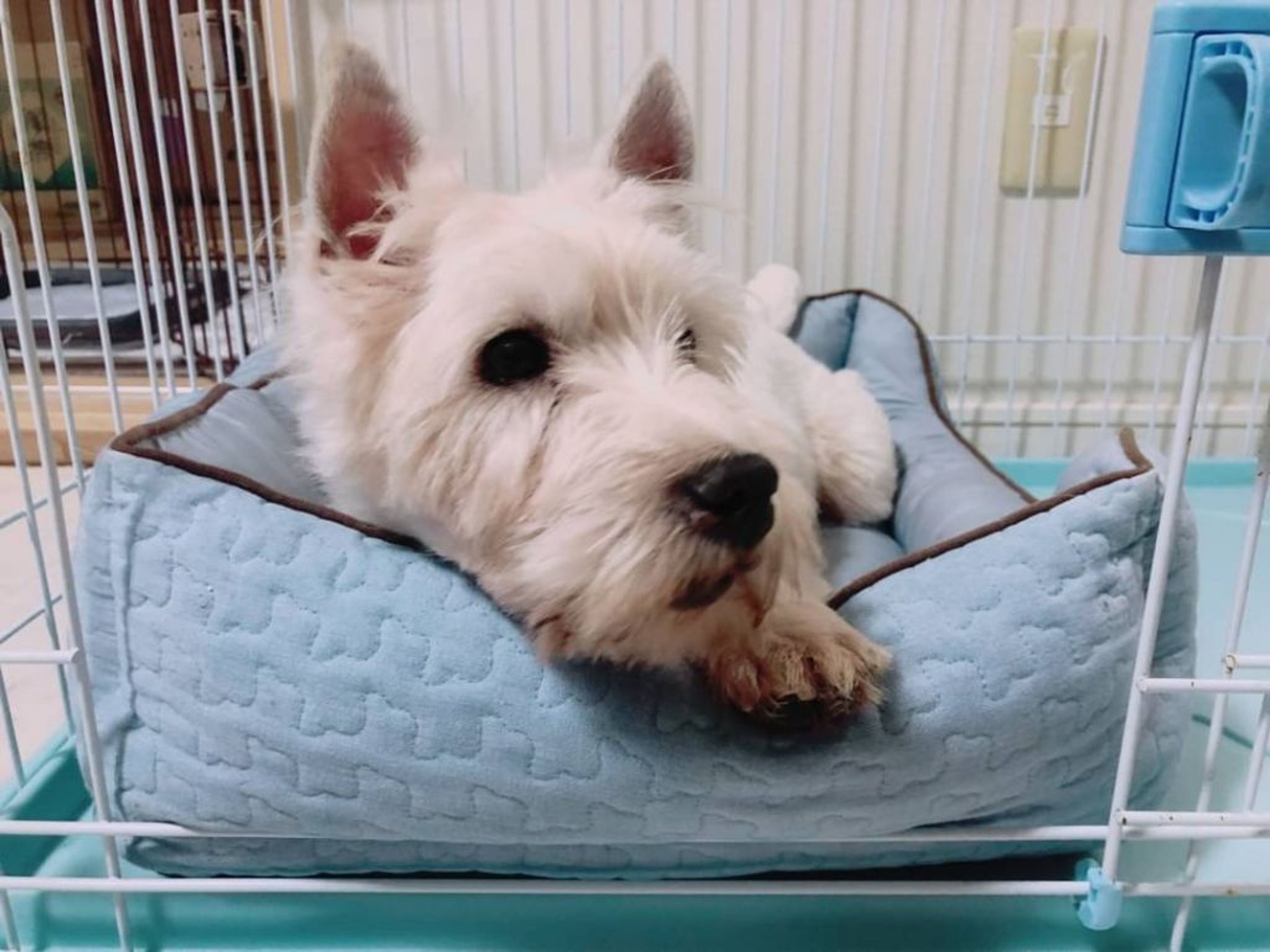pet-image-4