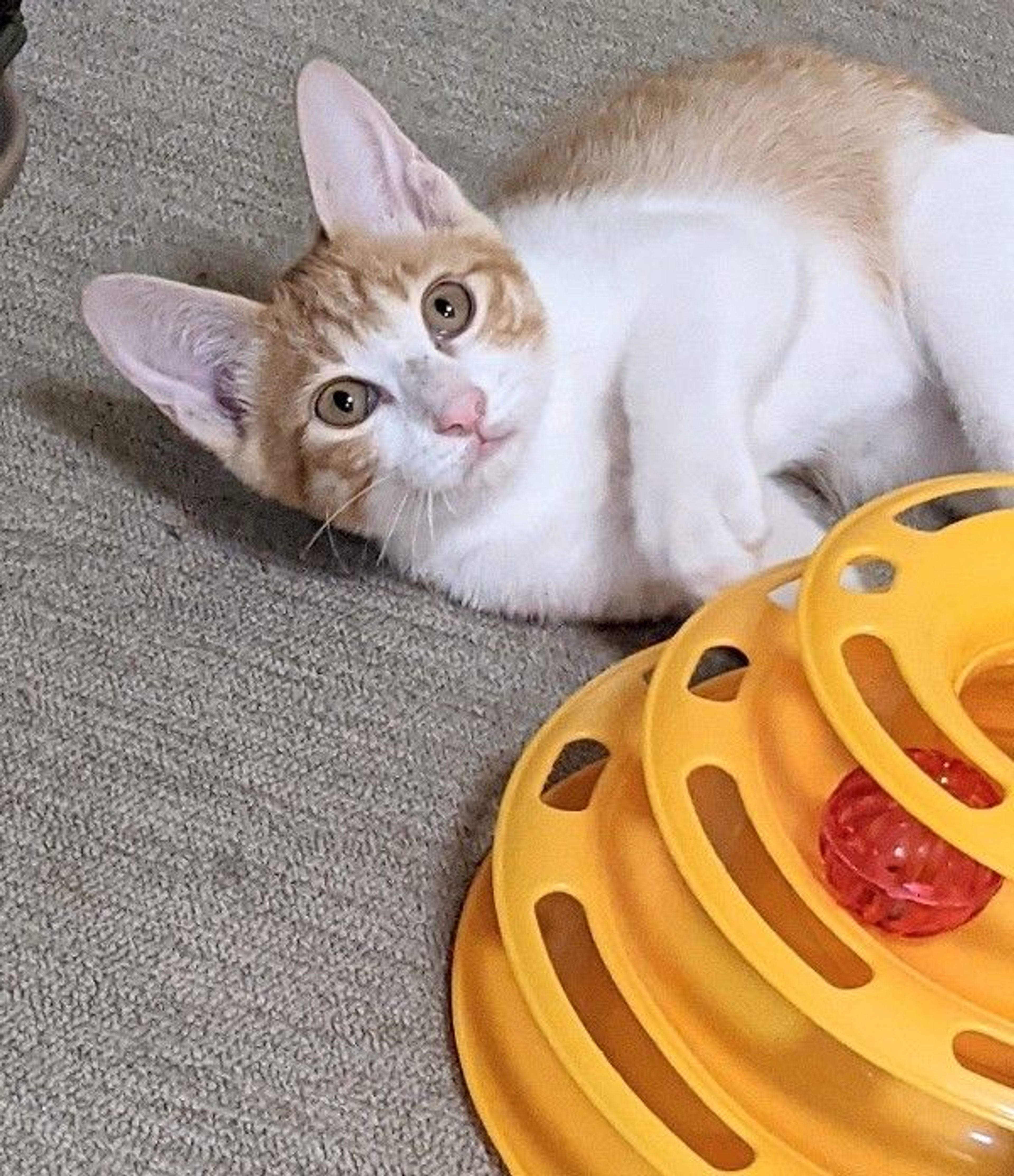 pet-image-2