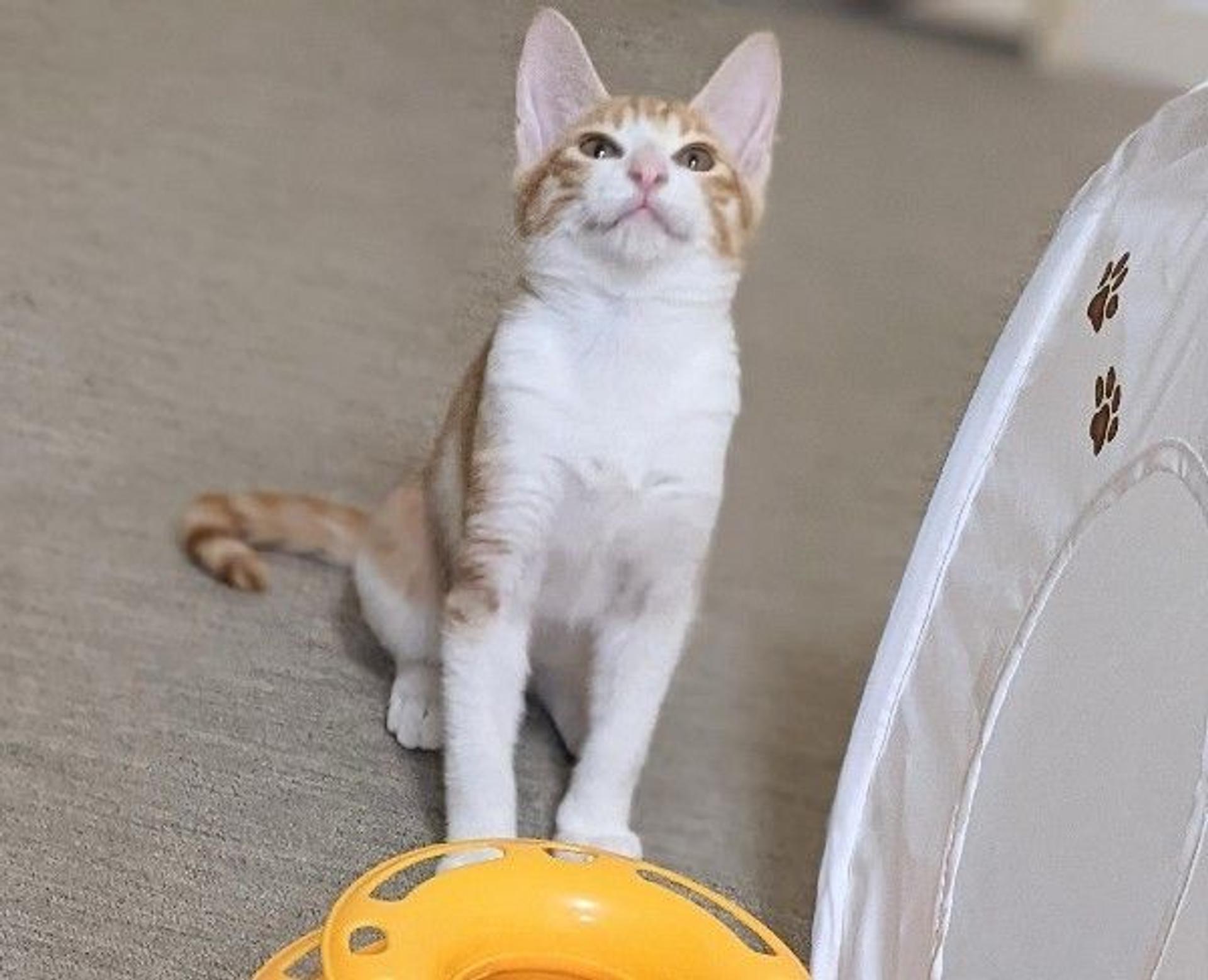 pet-image-3