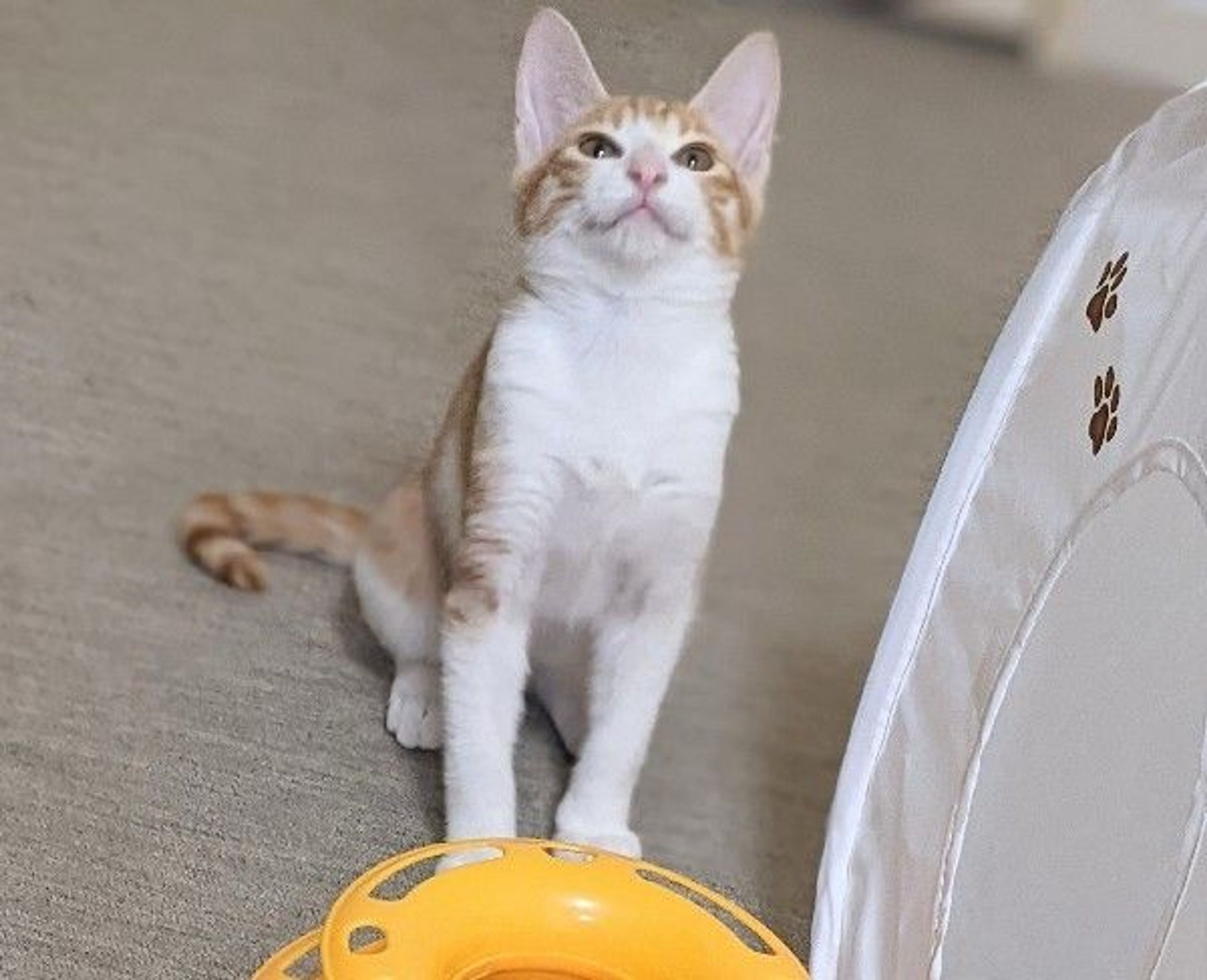 pet-image-3