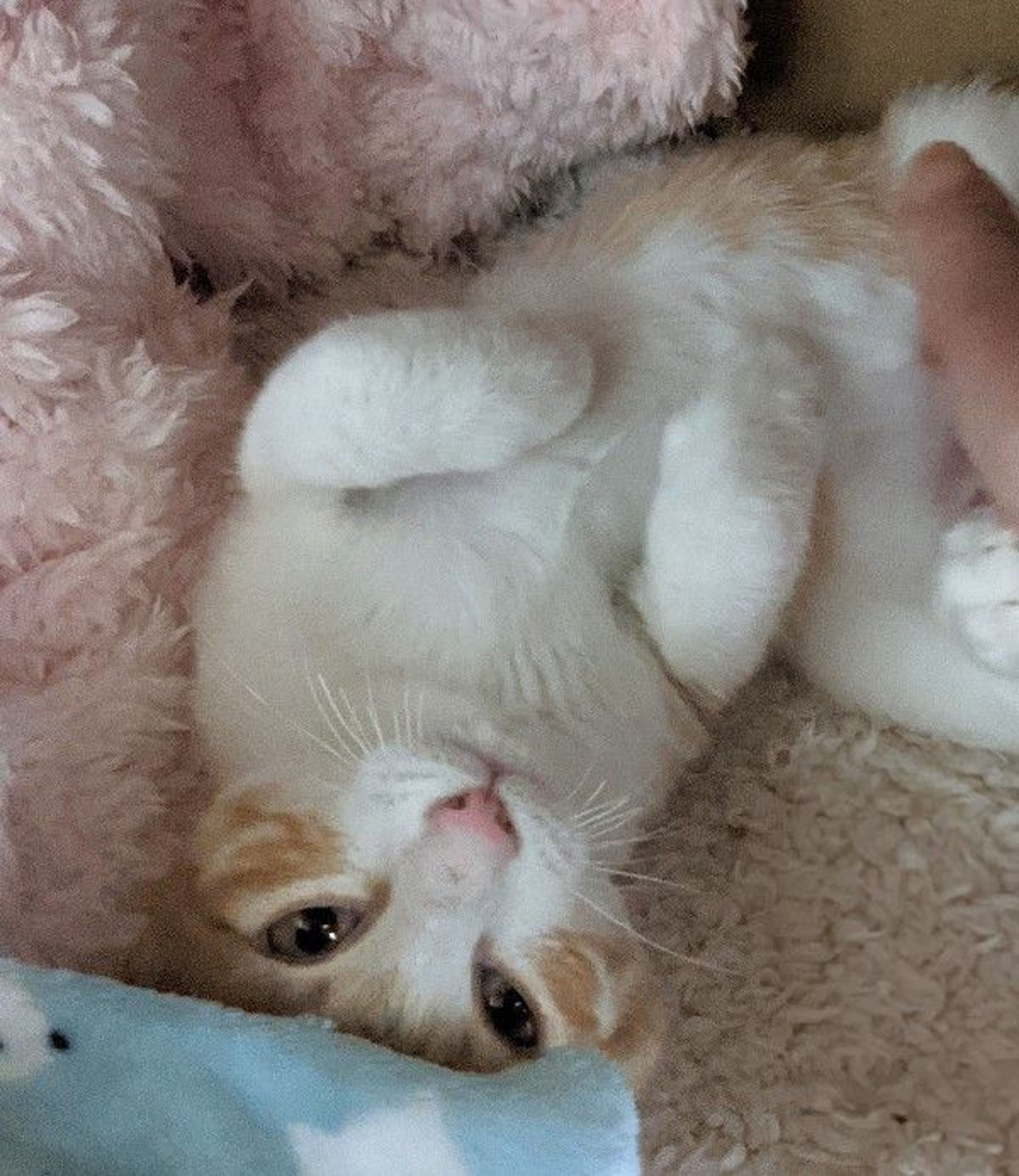 pet-image-5