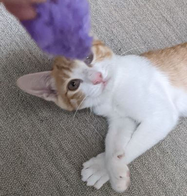 クレヨンの写真