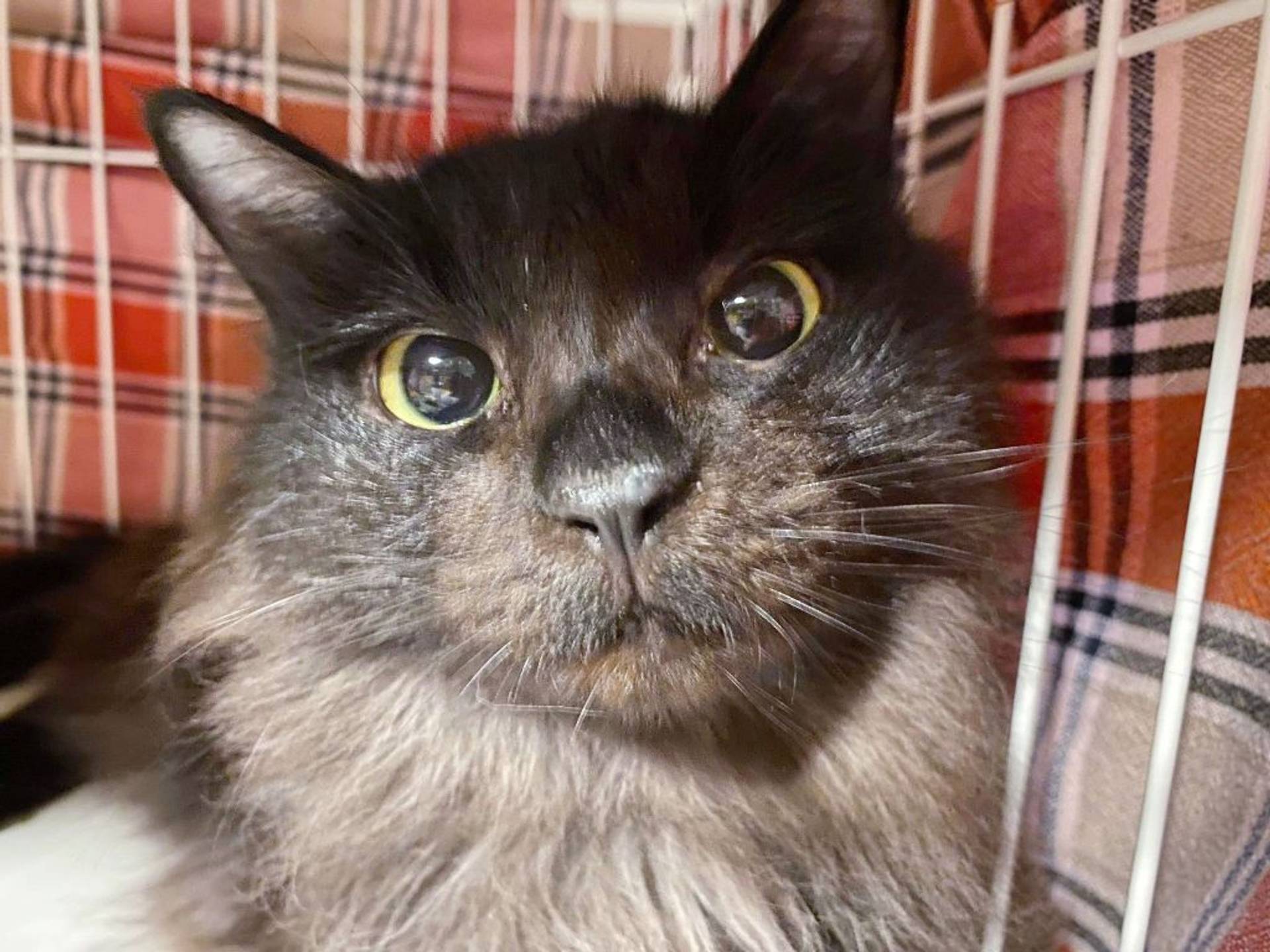 雑種（ミックス猫）・メスの里親募集の写真
