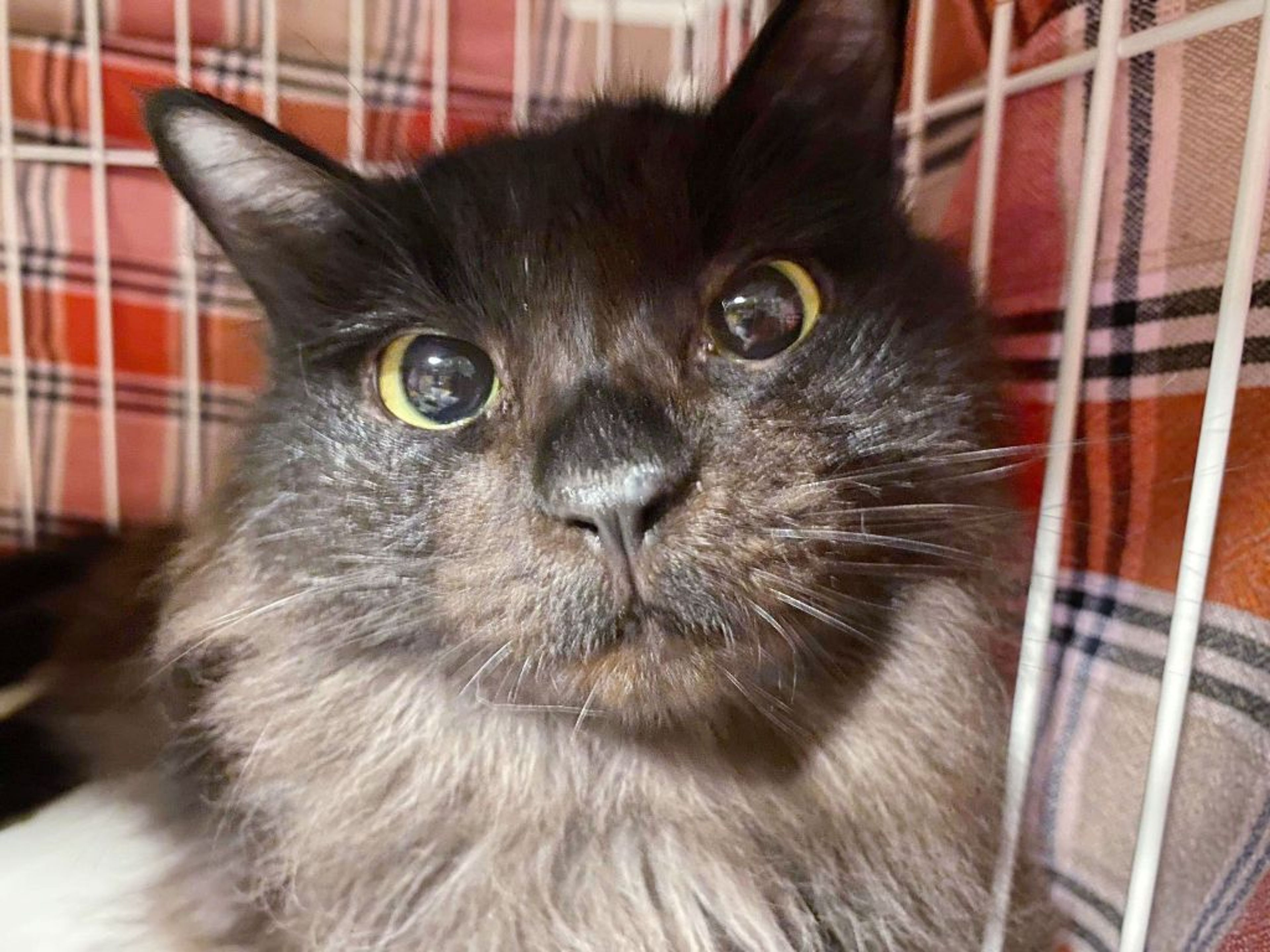 雑種（ミックス猫）・メスの里親募集の写真