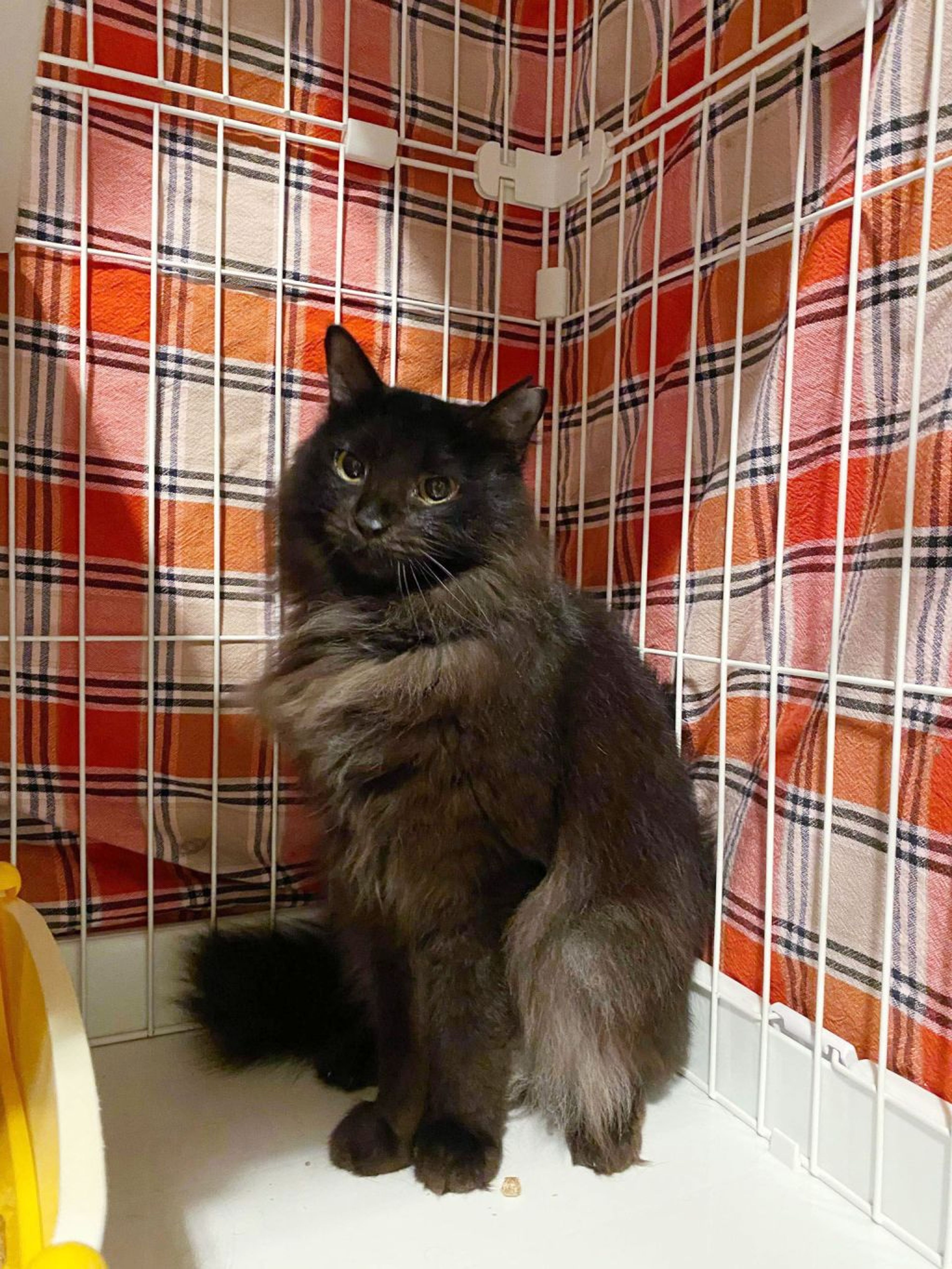 pet-image-4