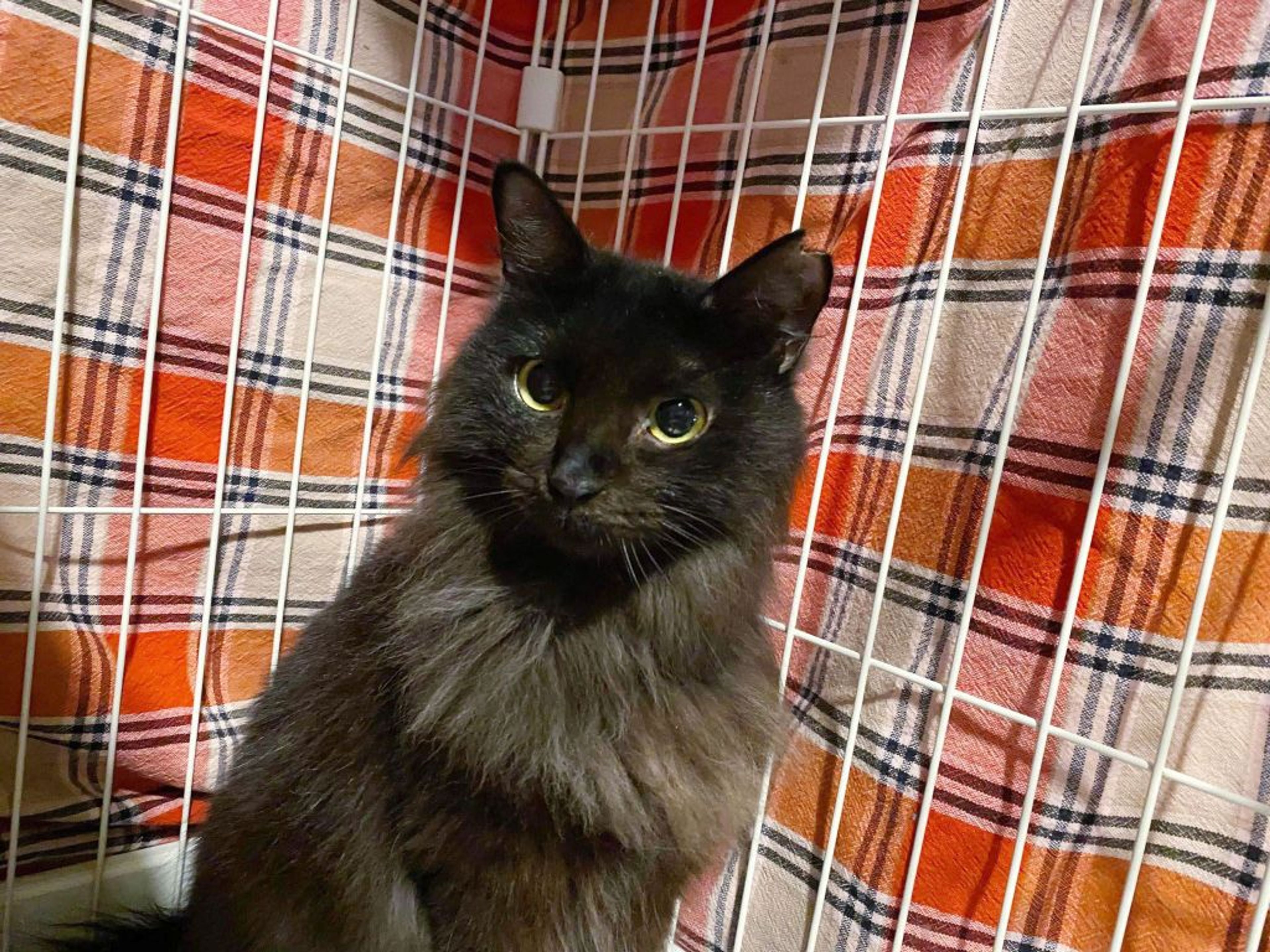pet-image-5