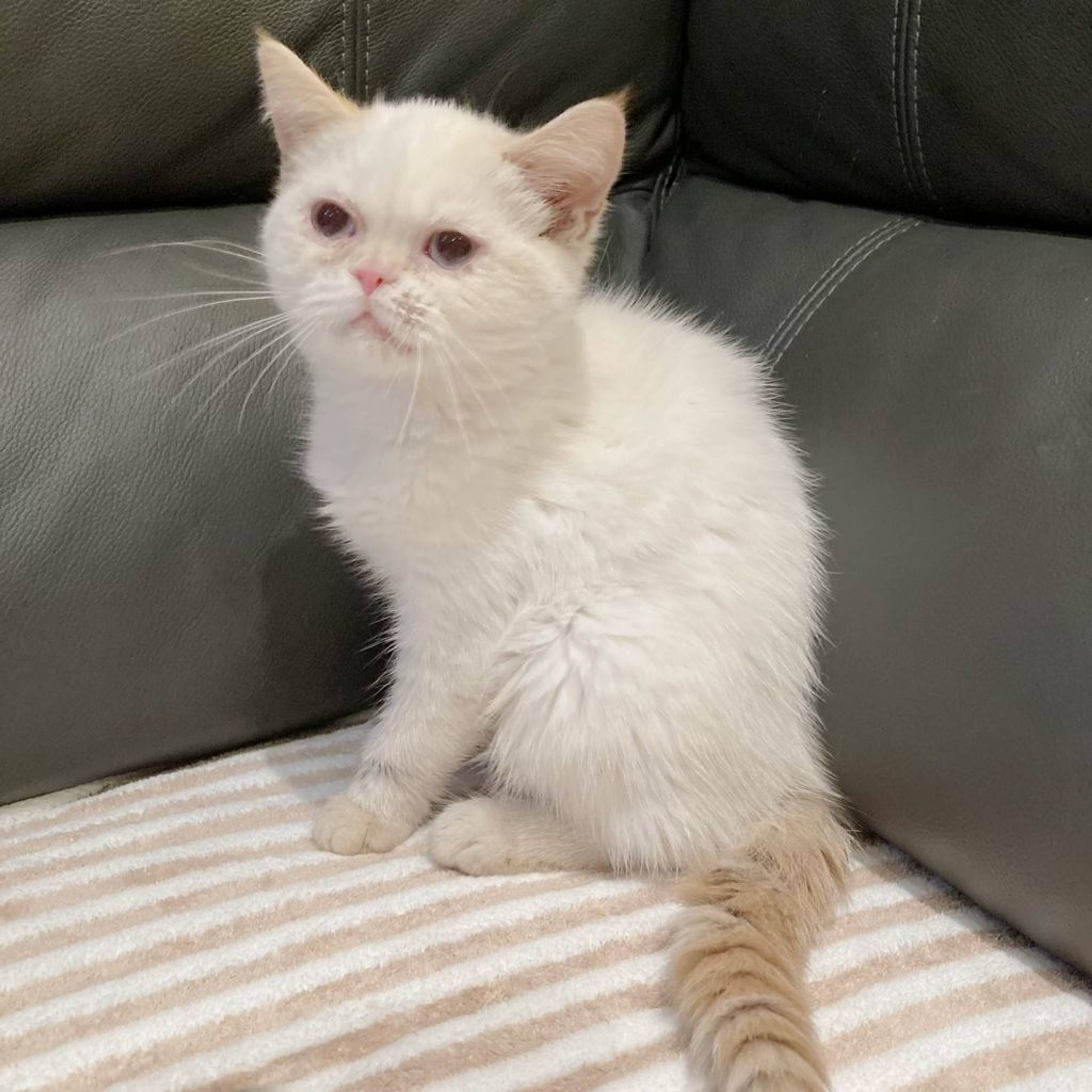 エキゾチックショートヘア・メスの里親募集の写真