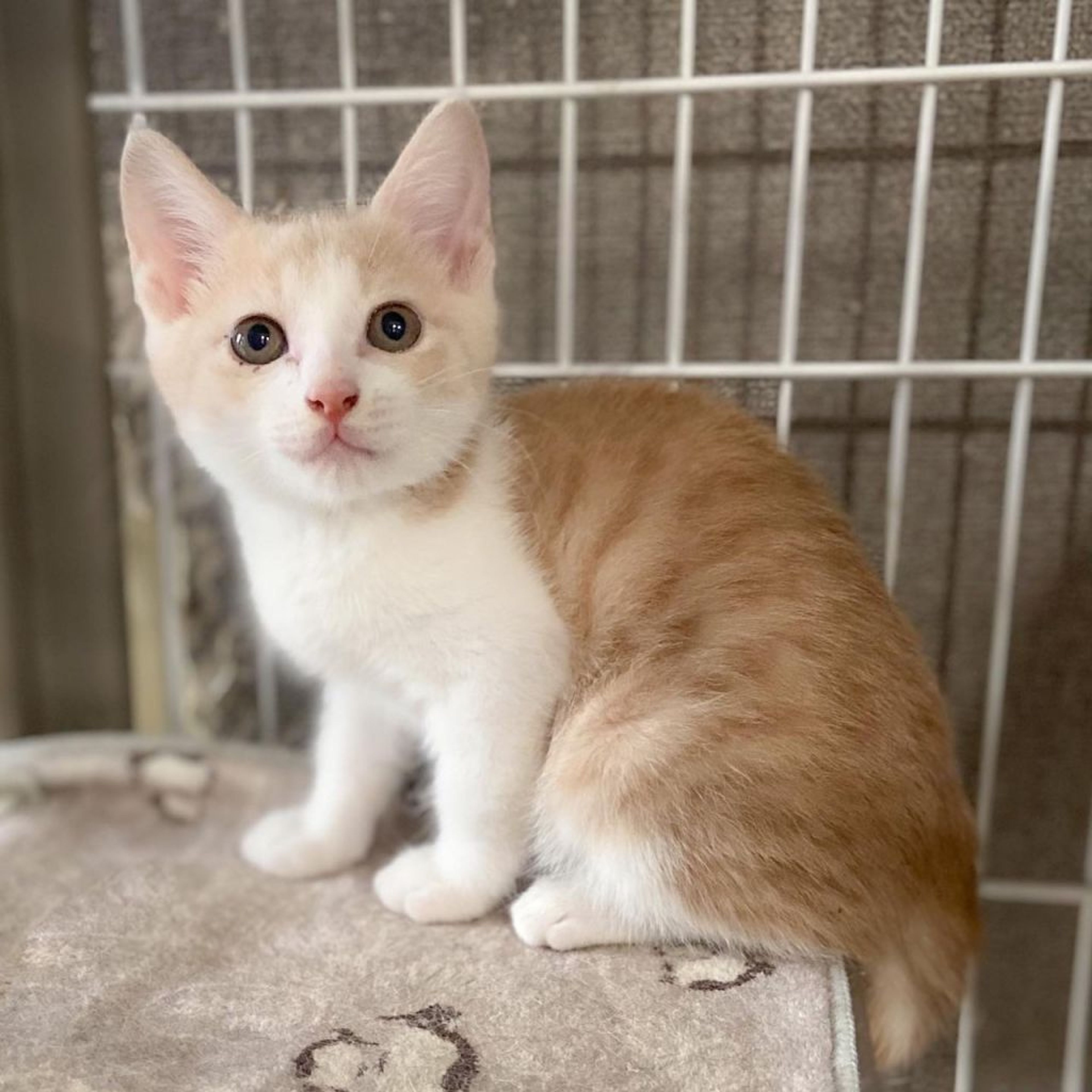 ロイヤルミルクティー色のロイだよ☆ | 雑種（ミックス猫） | たんたん