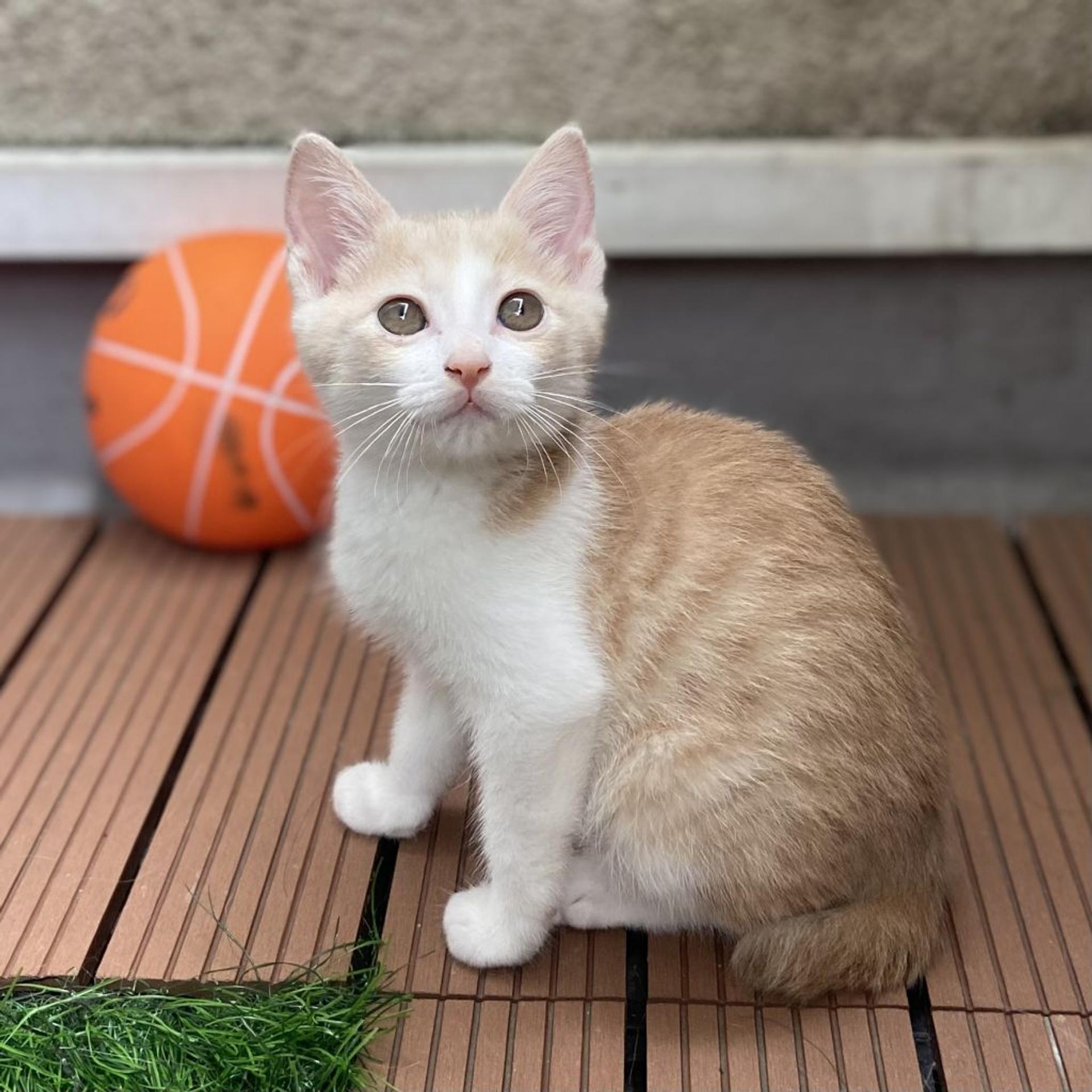 pet-image-2