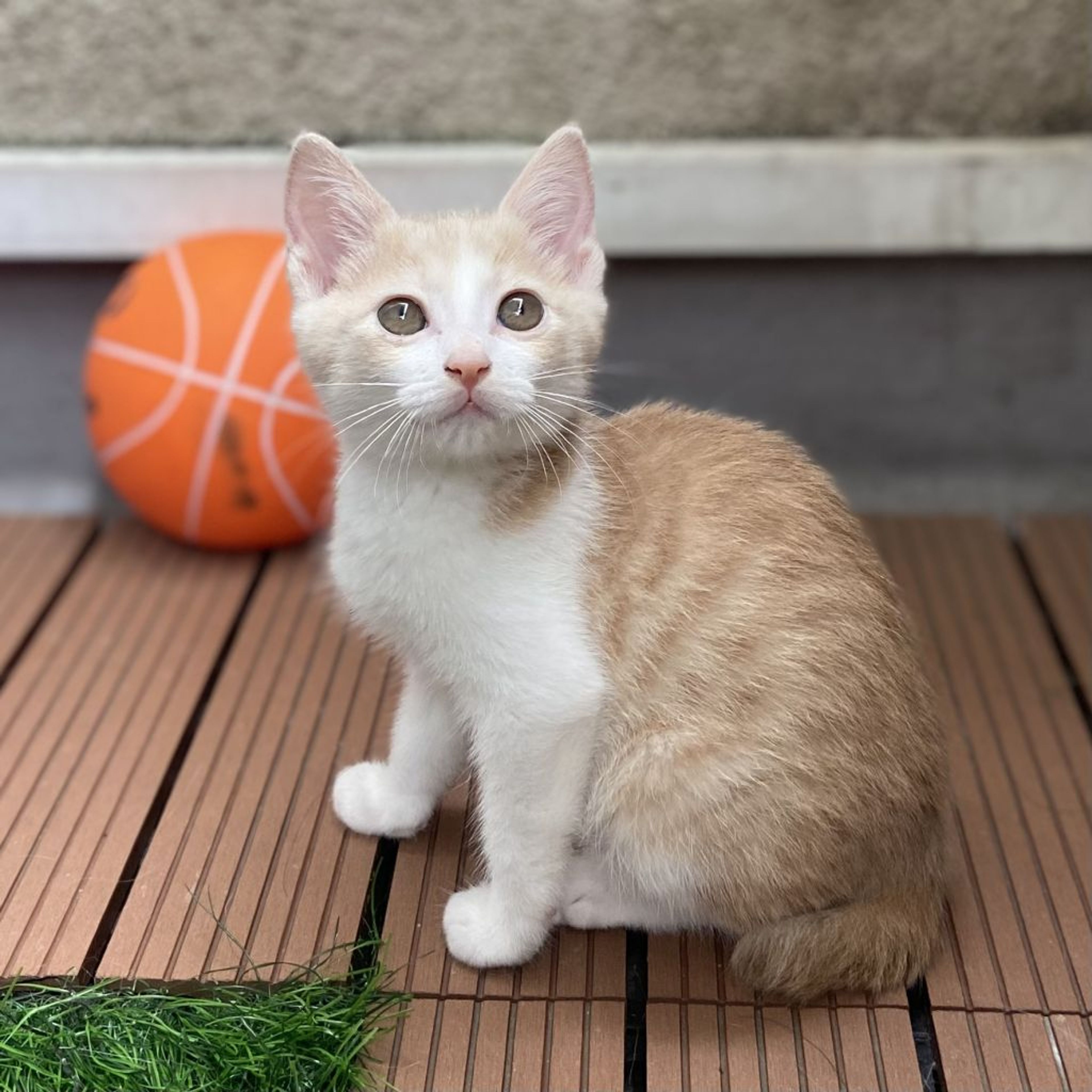 雑種（ミックス猫）・オスの里親募集の写真
