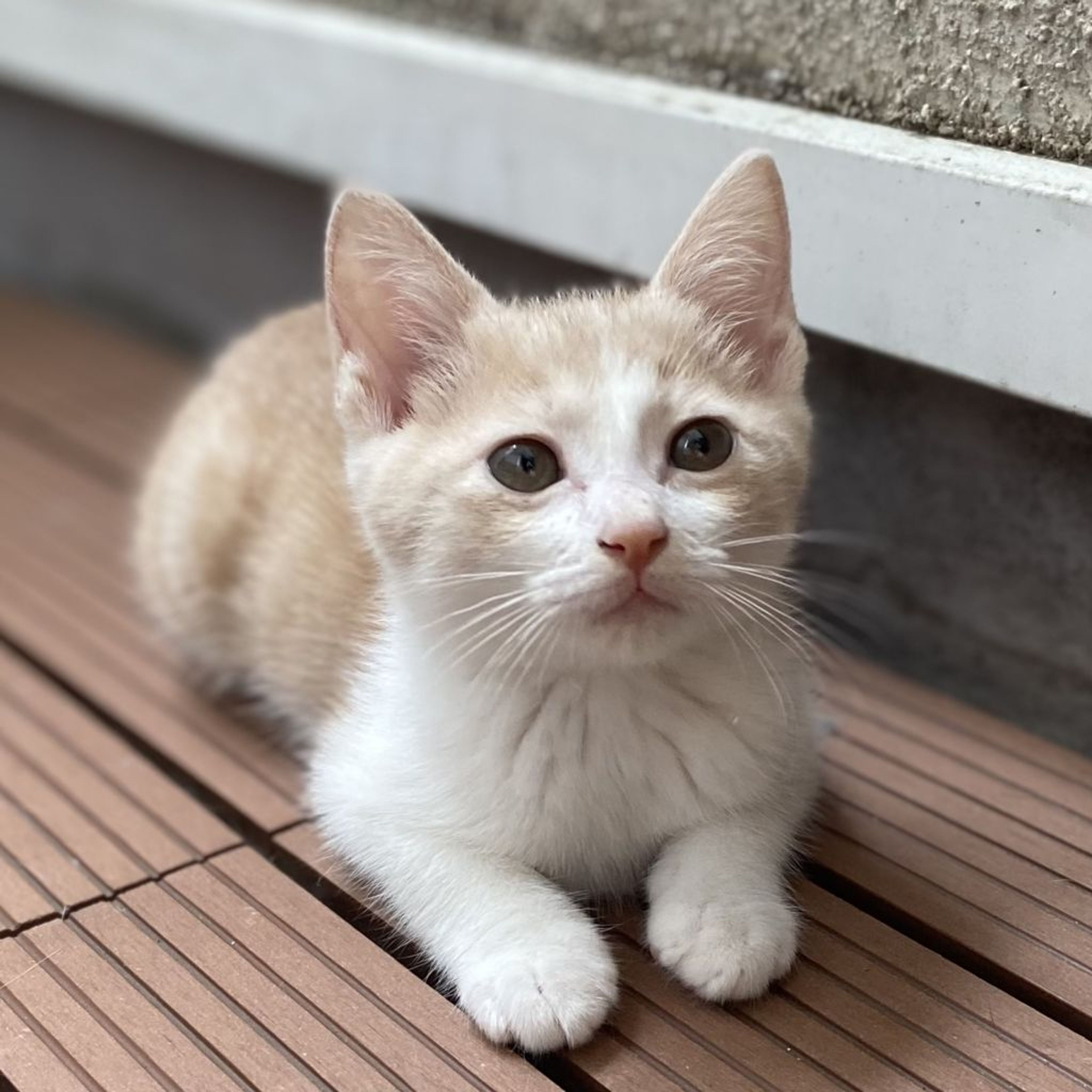 pet-image-4