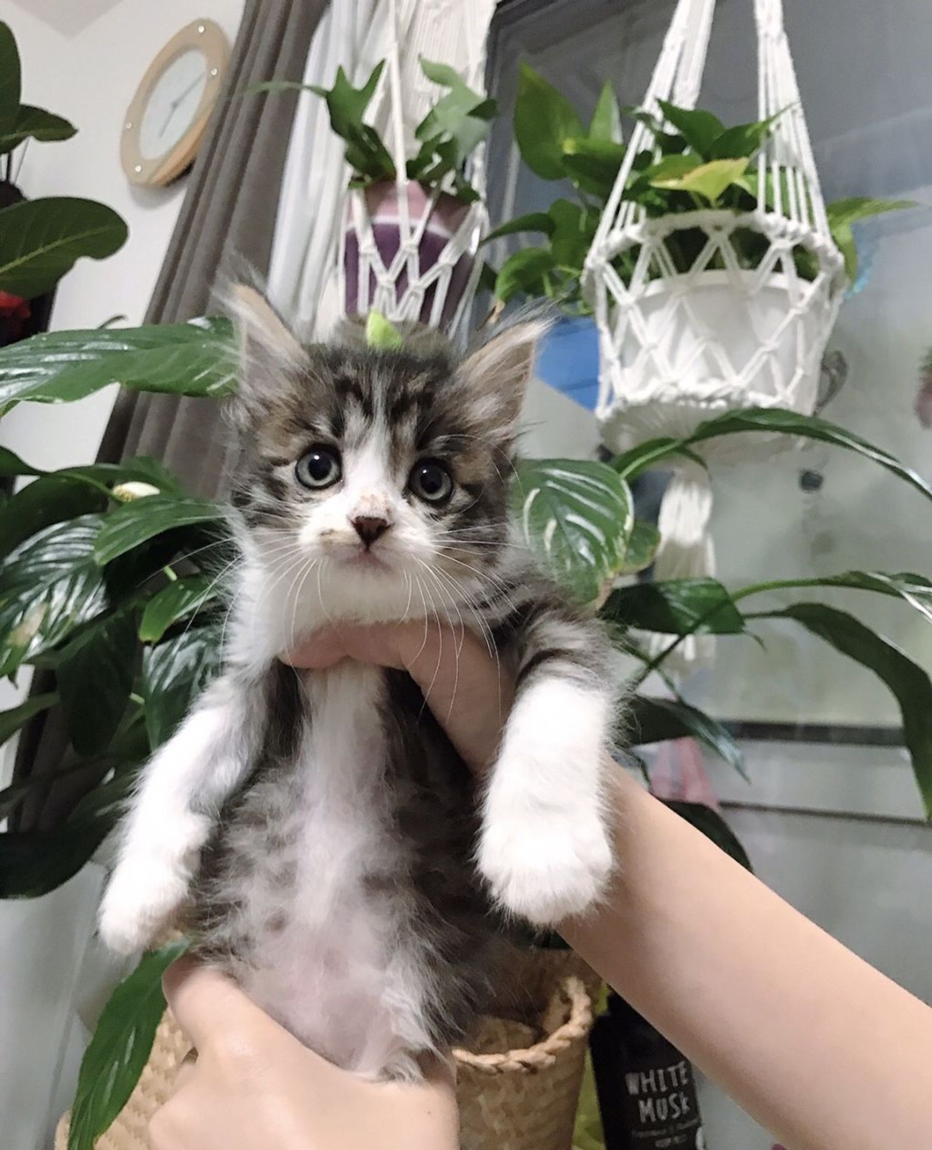 雑種（ミックス猫）・メスの里親募集の写真