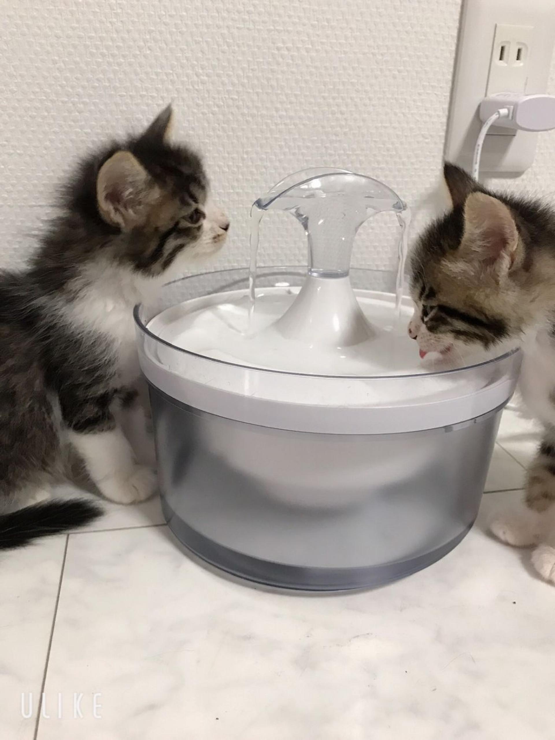 pet-image-4