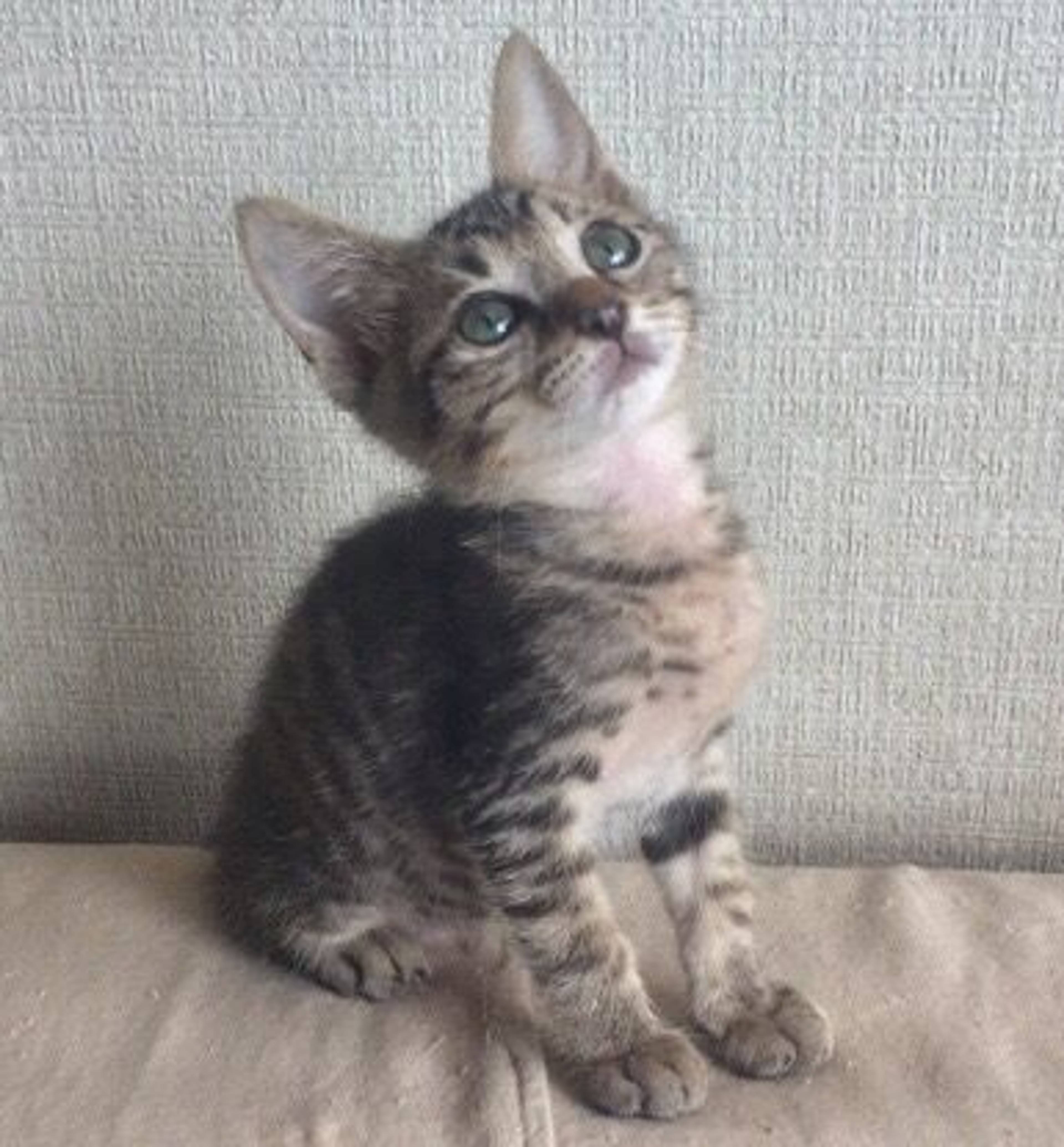 雑種（ミックス猫）・オスの里親募集の写真