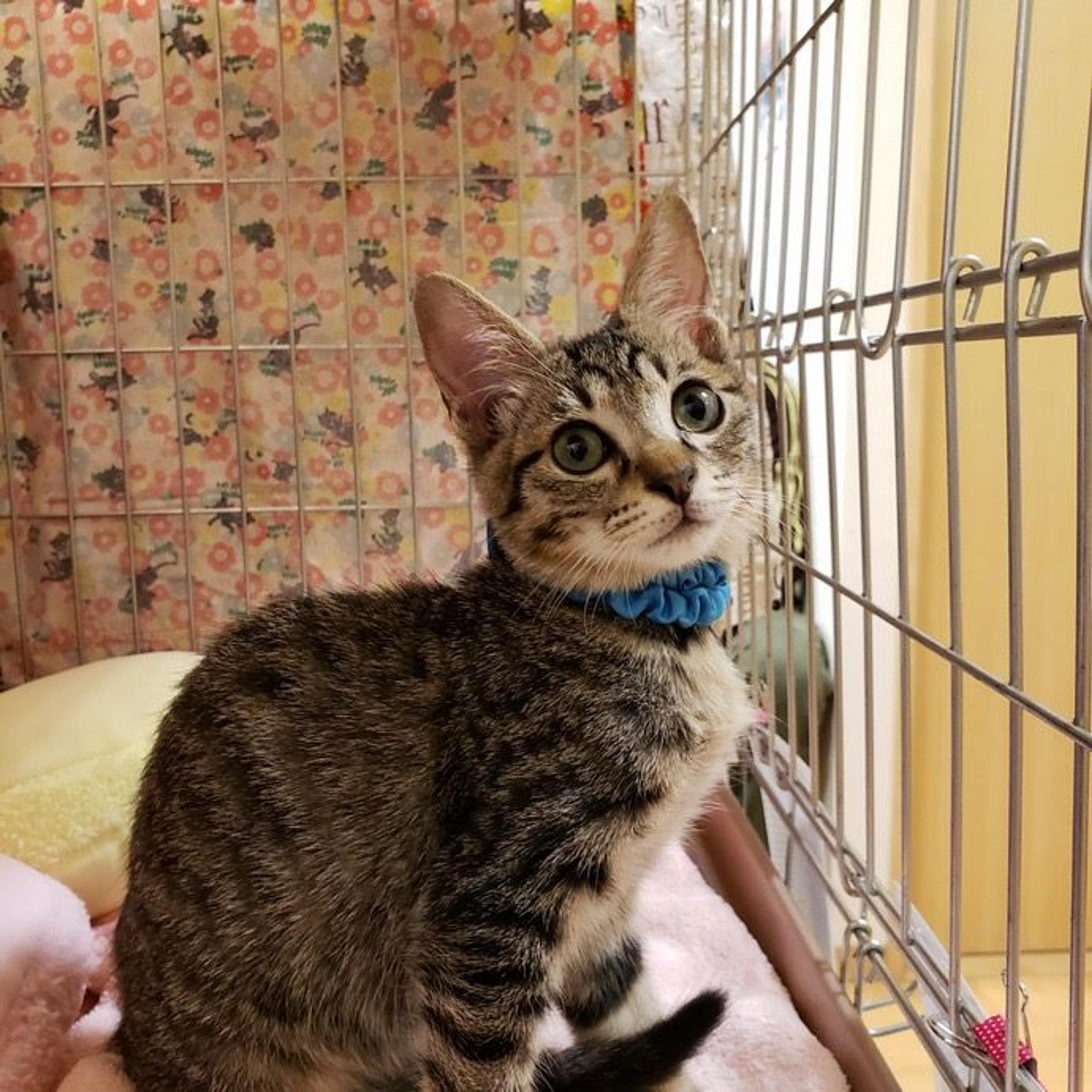pet-image-2
