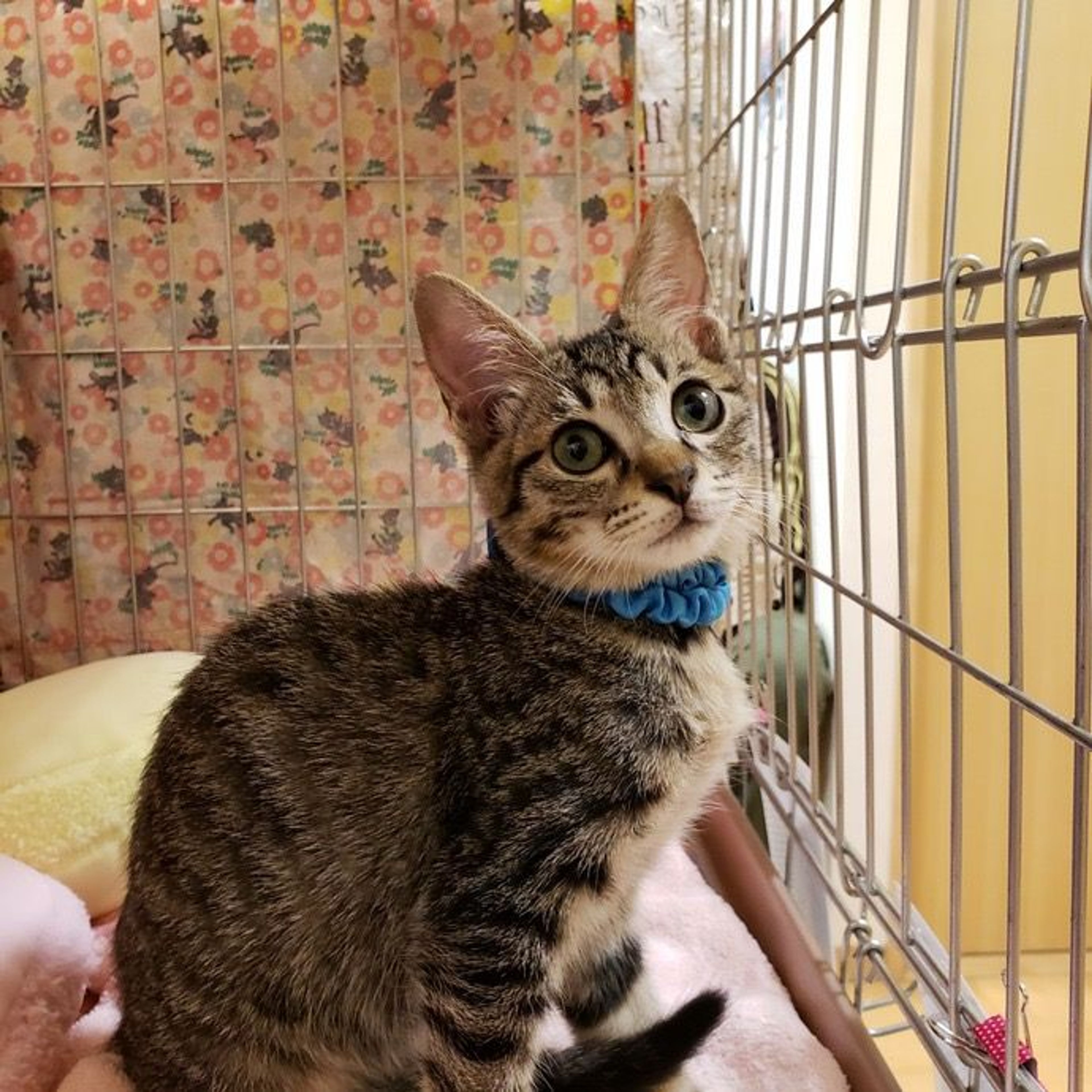 pet-image-2