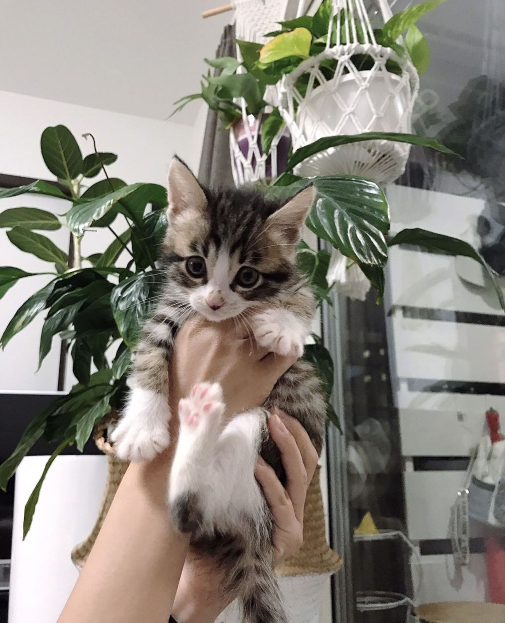 雑種（ミックス猫）・メスの里親募集の写真
