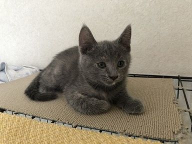 グレーちゃん♀と母さん猫の写真