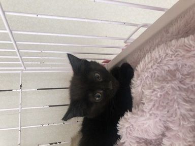 黒おの写真