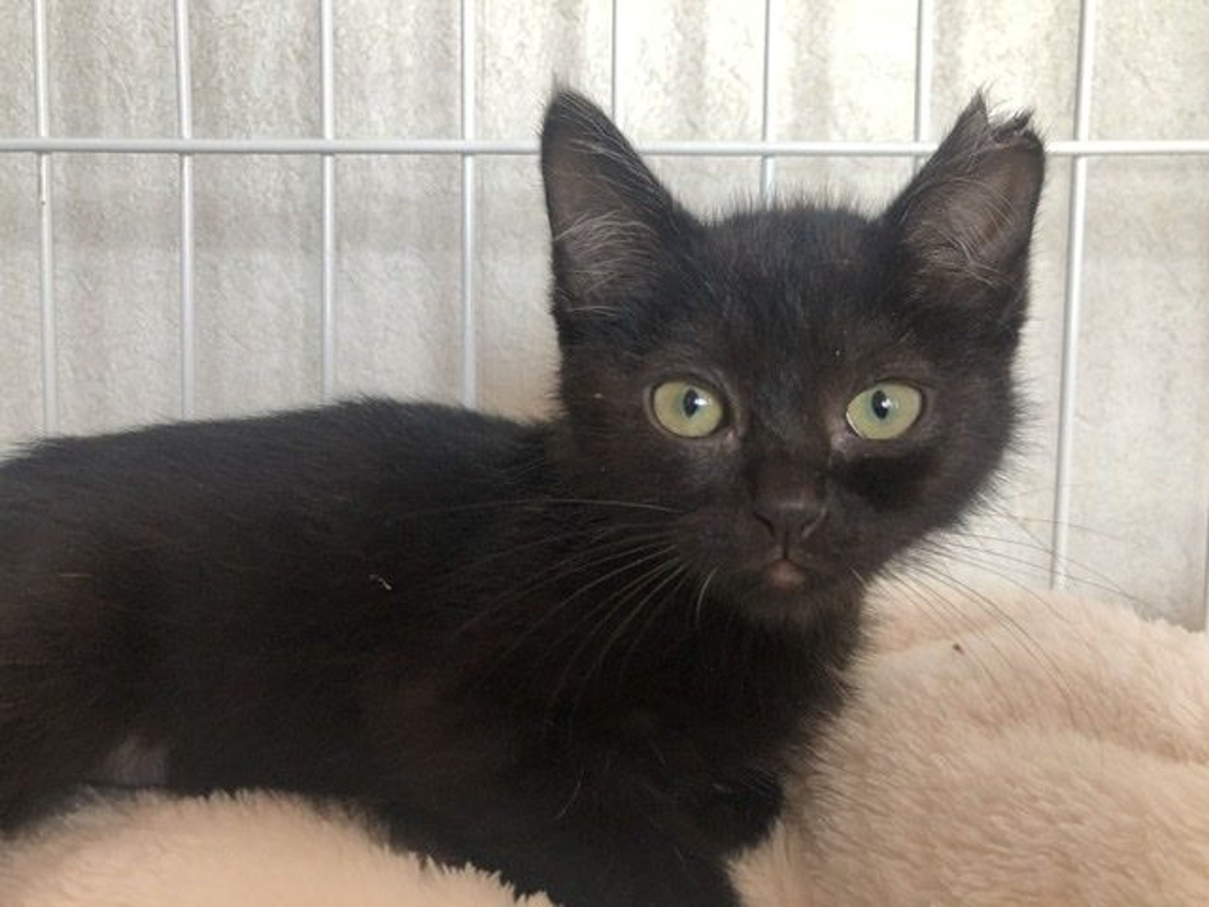 雑種（ミックス猫）・メスの里親募集の写真