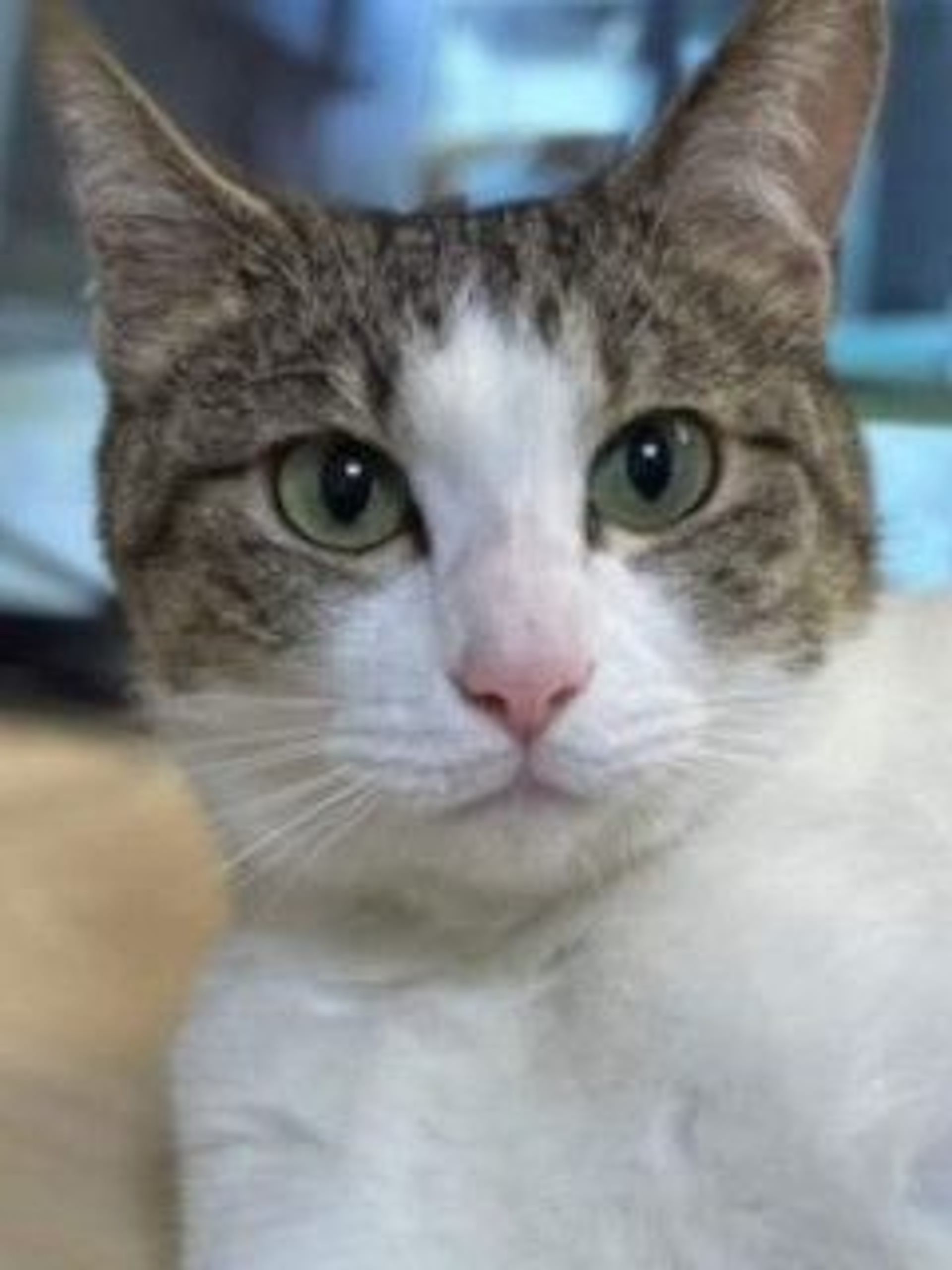 雑種（ミックス猫）・メスの里親募集の写真