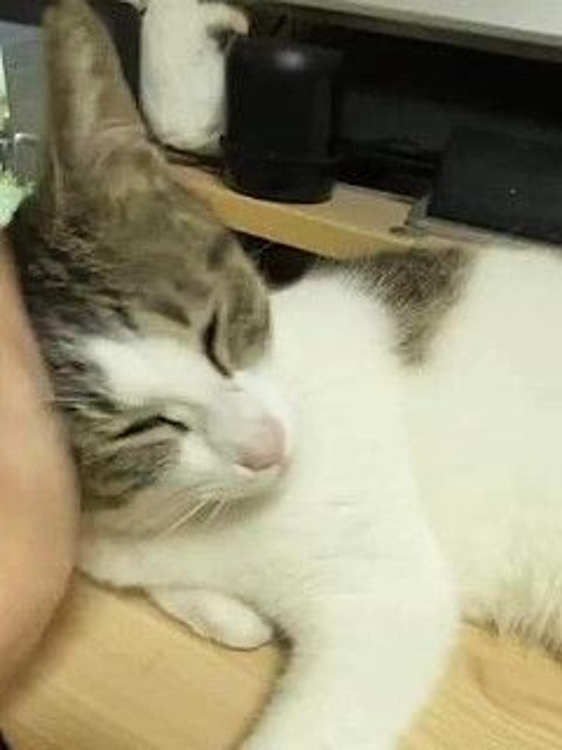 pet-image-9