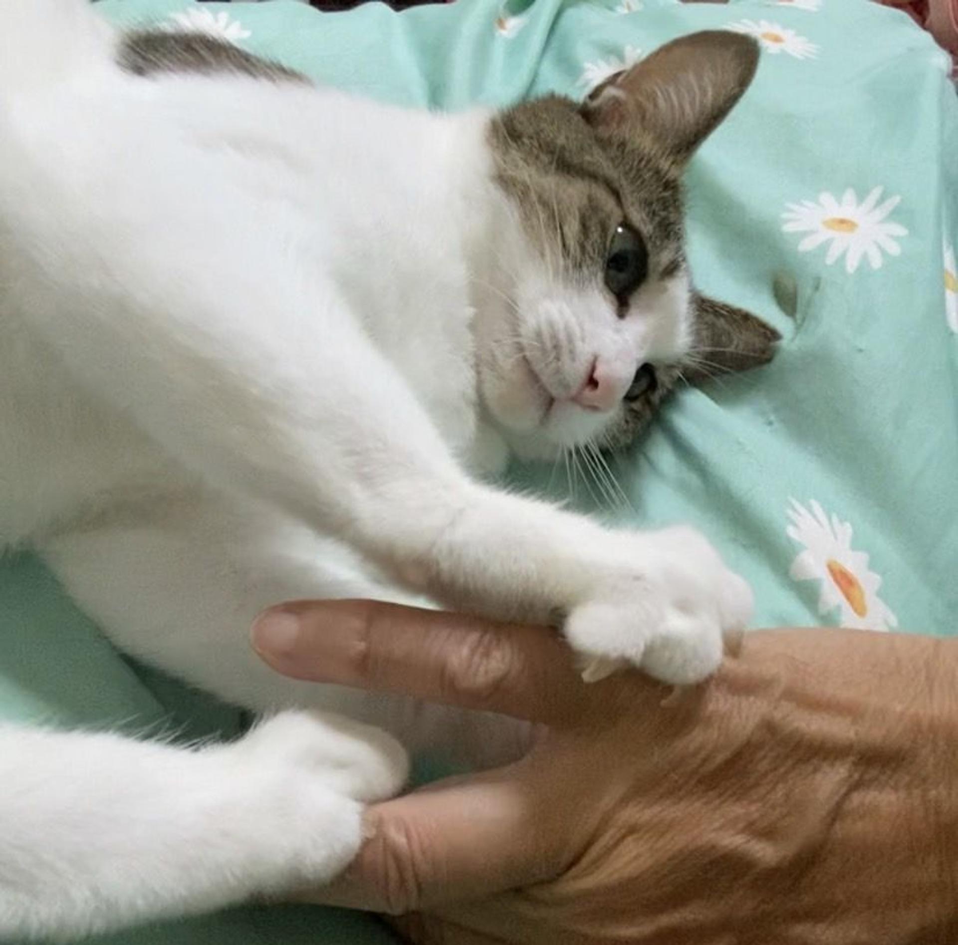 pet-image-4