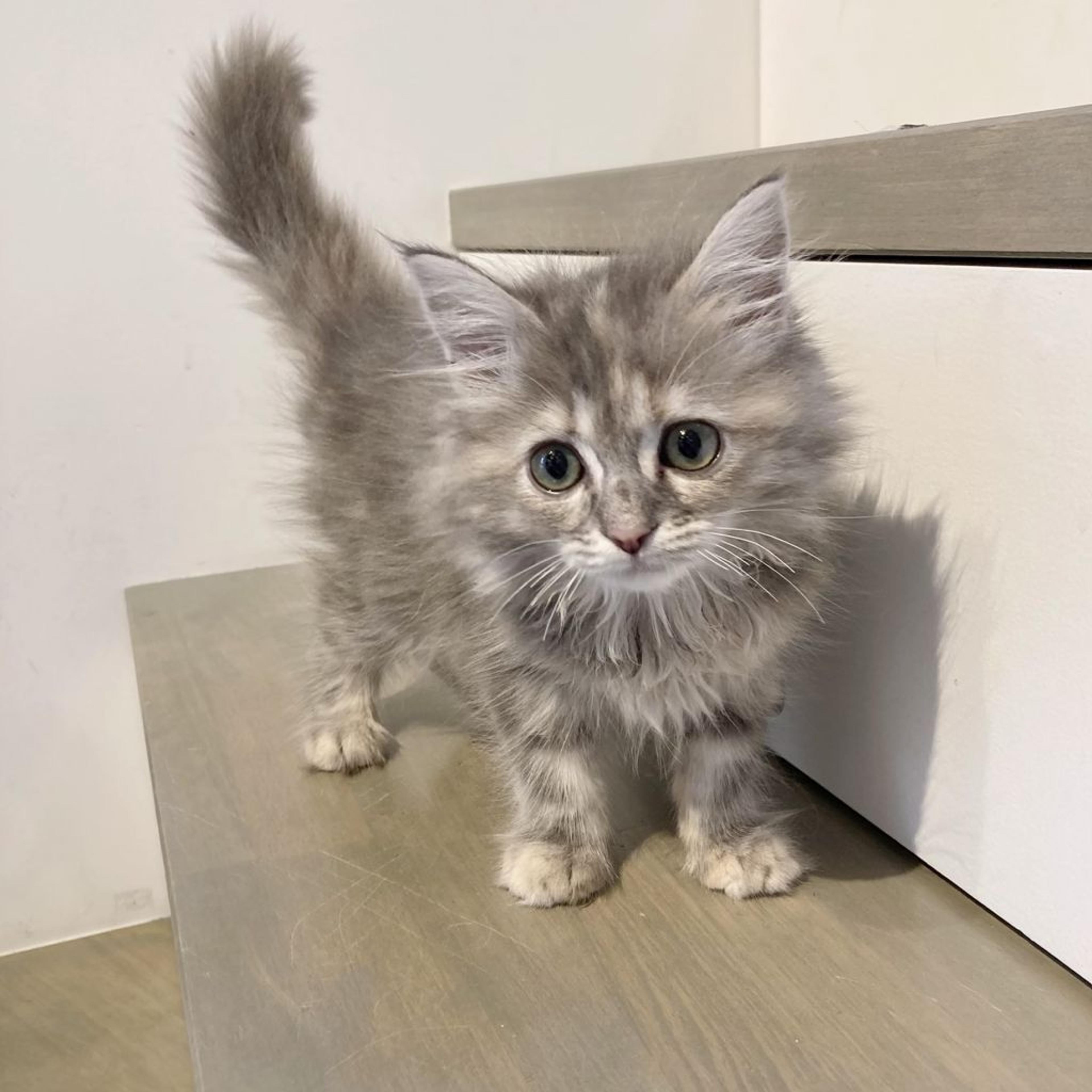 pet-image-4