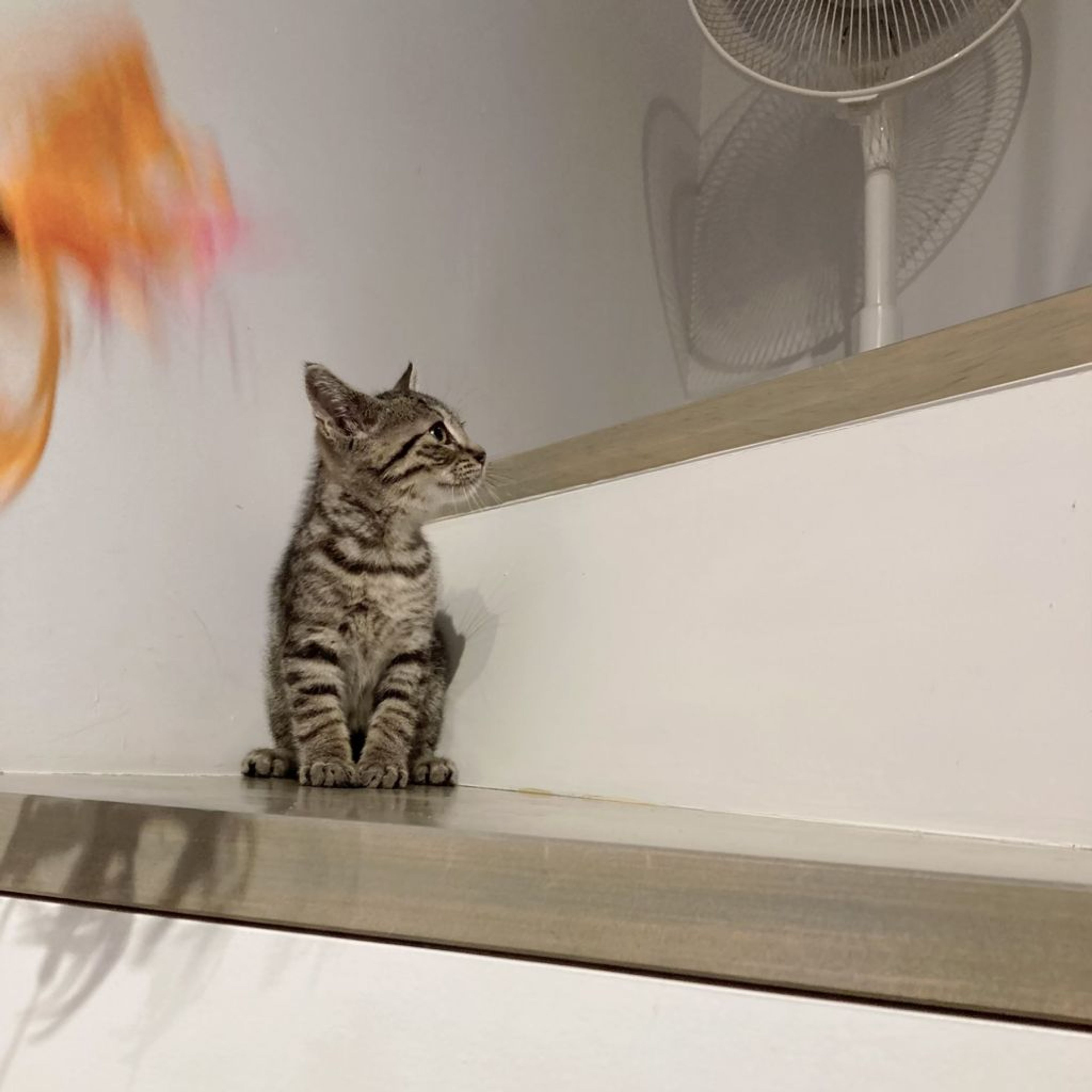 pet-image-5