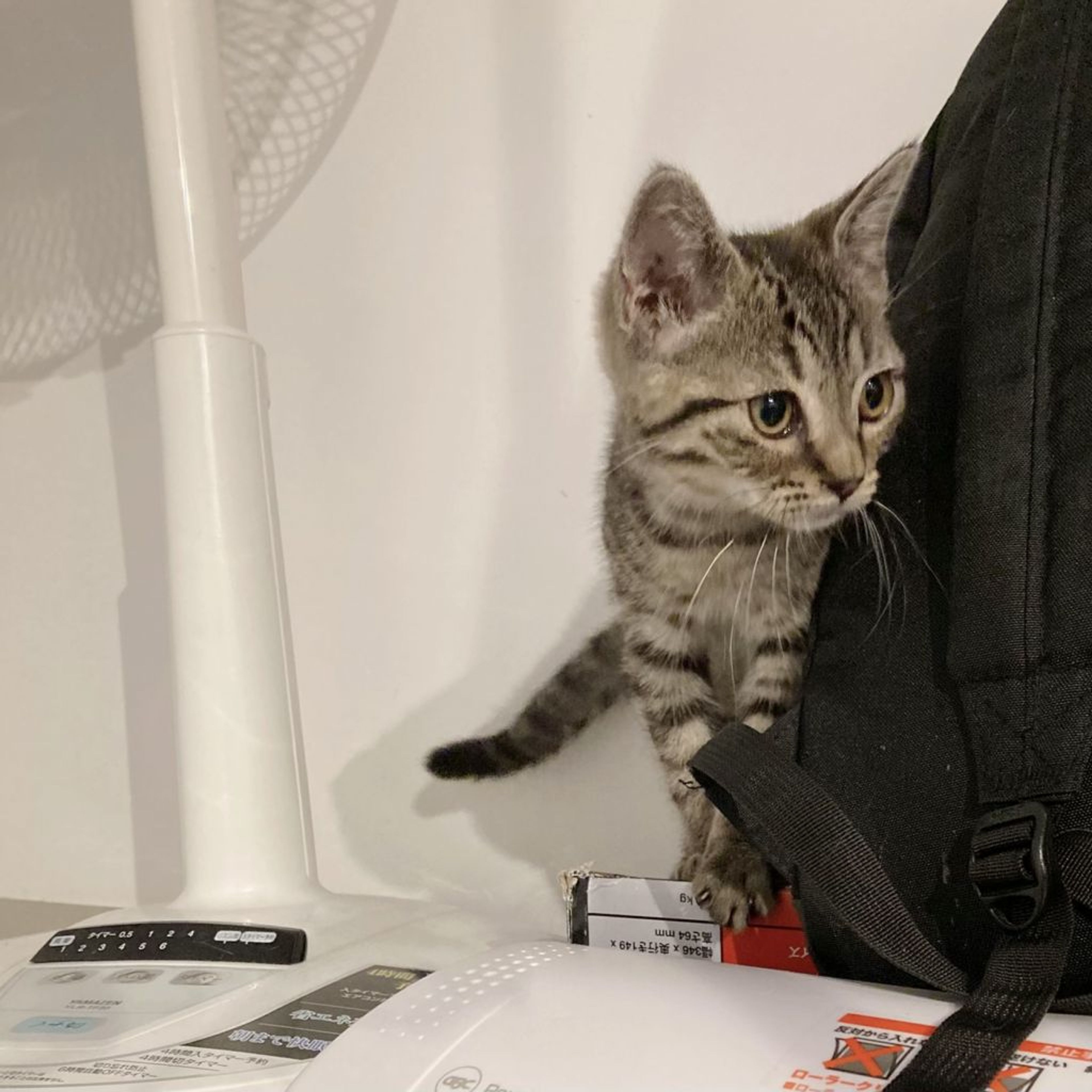 pet-image-8