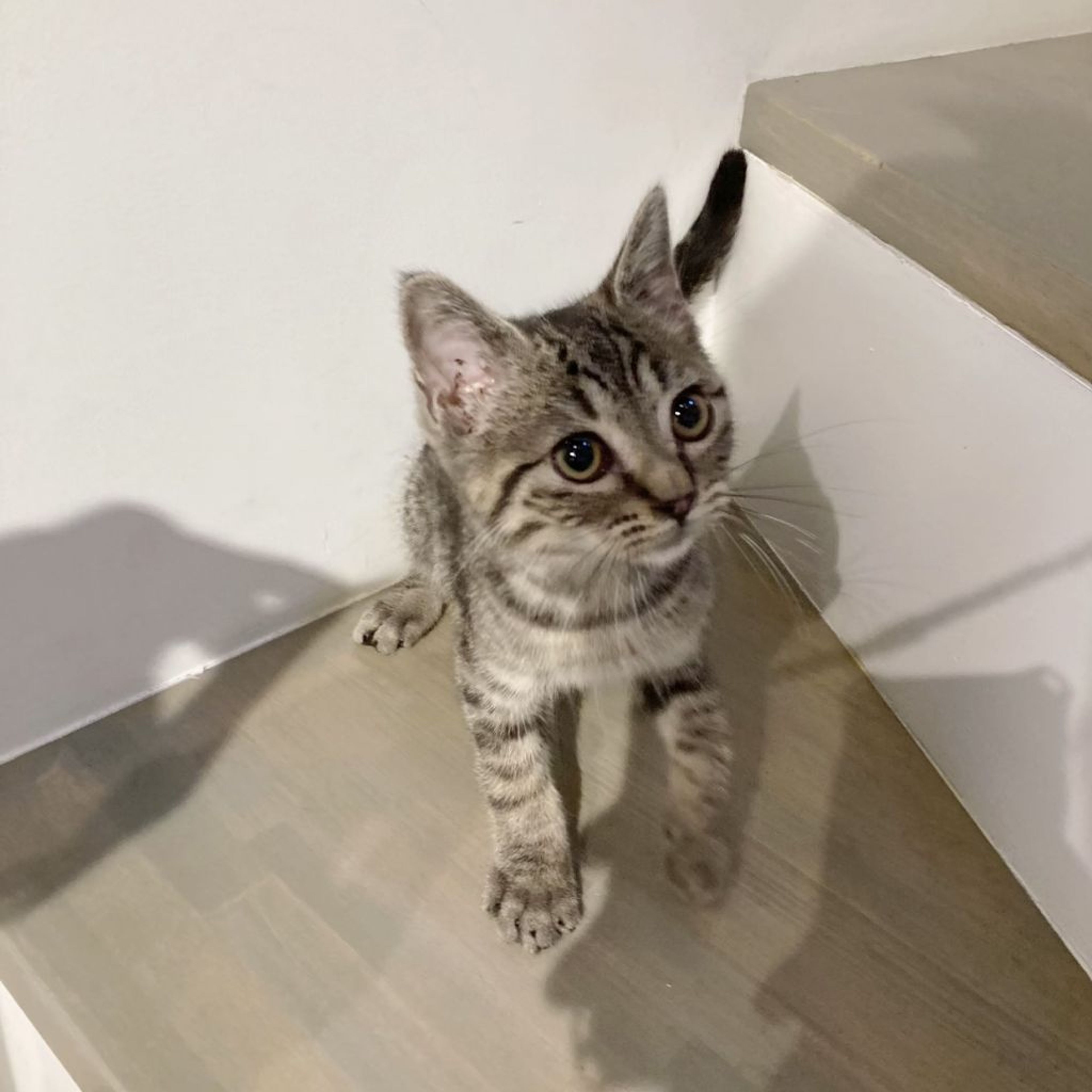 pet-image-9